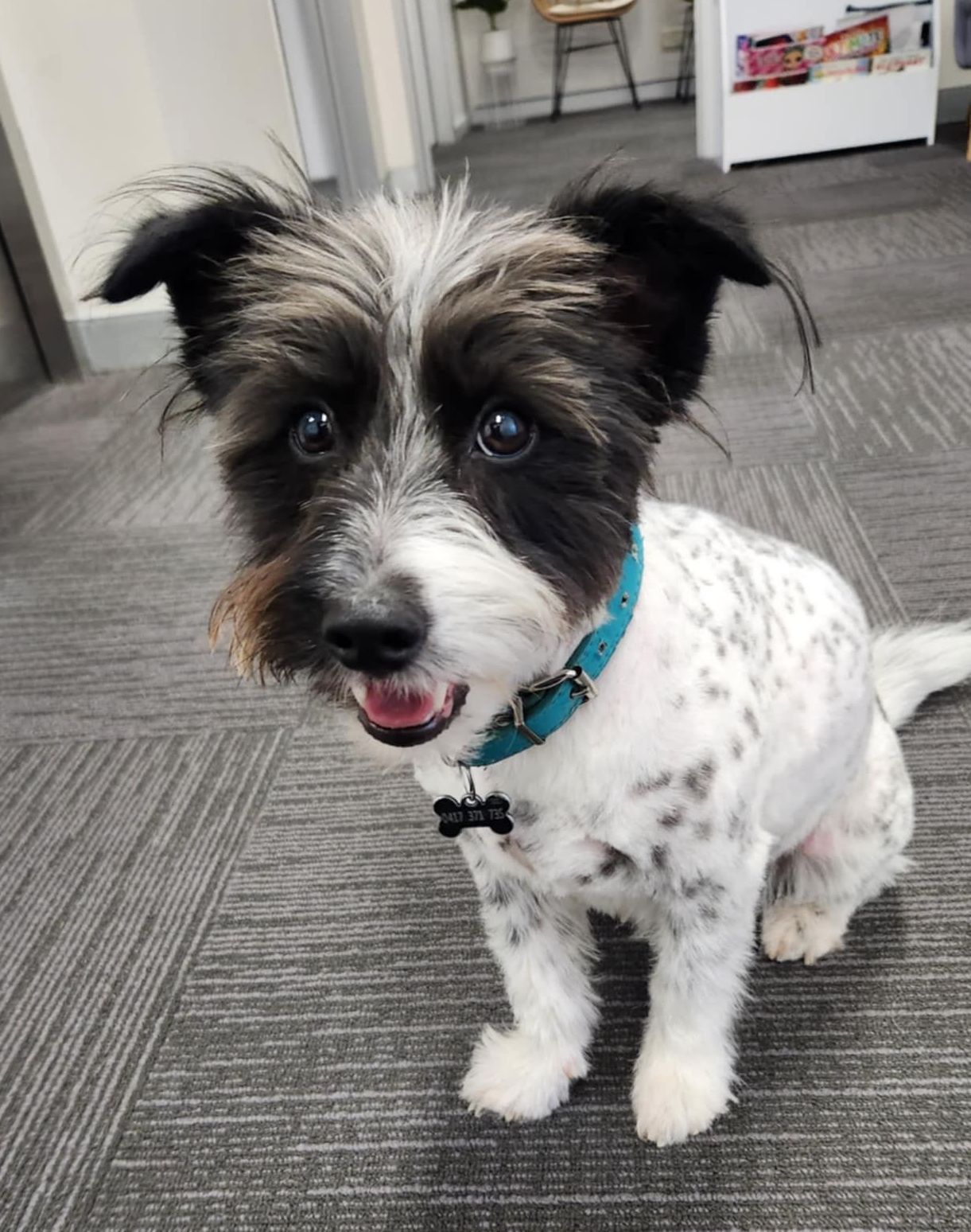 Ralph dog