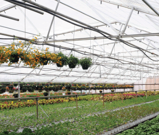A greenhouse filled with lots of plants and hanging baskets