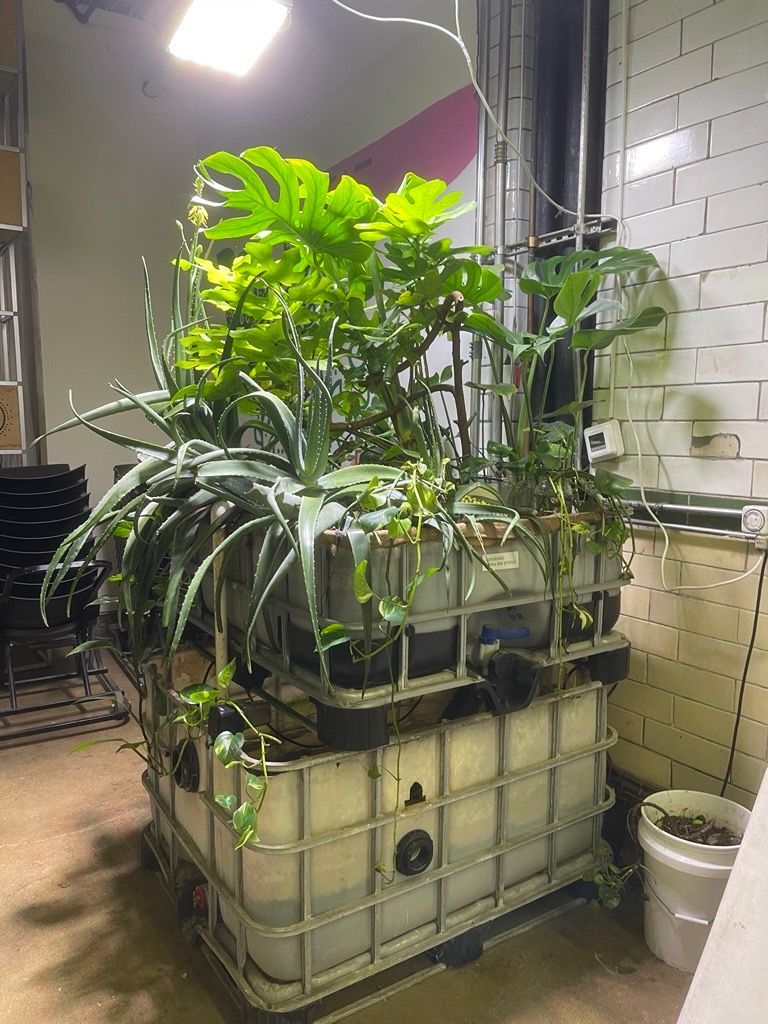 A large container filled with lots of plants is sitting in a room.