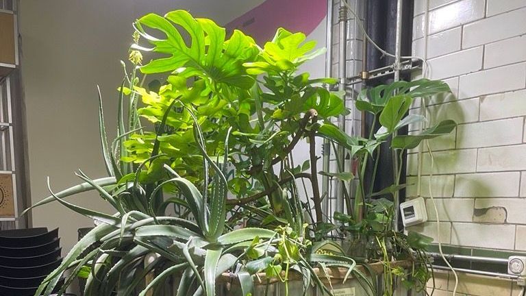 A bunch of potted plants are growing in front of a window.
