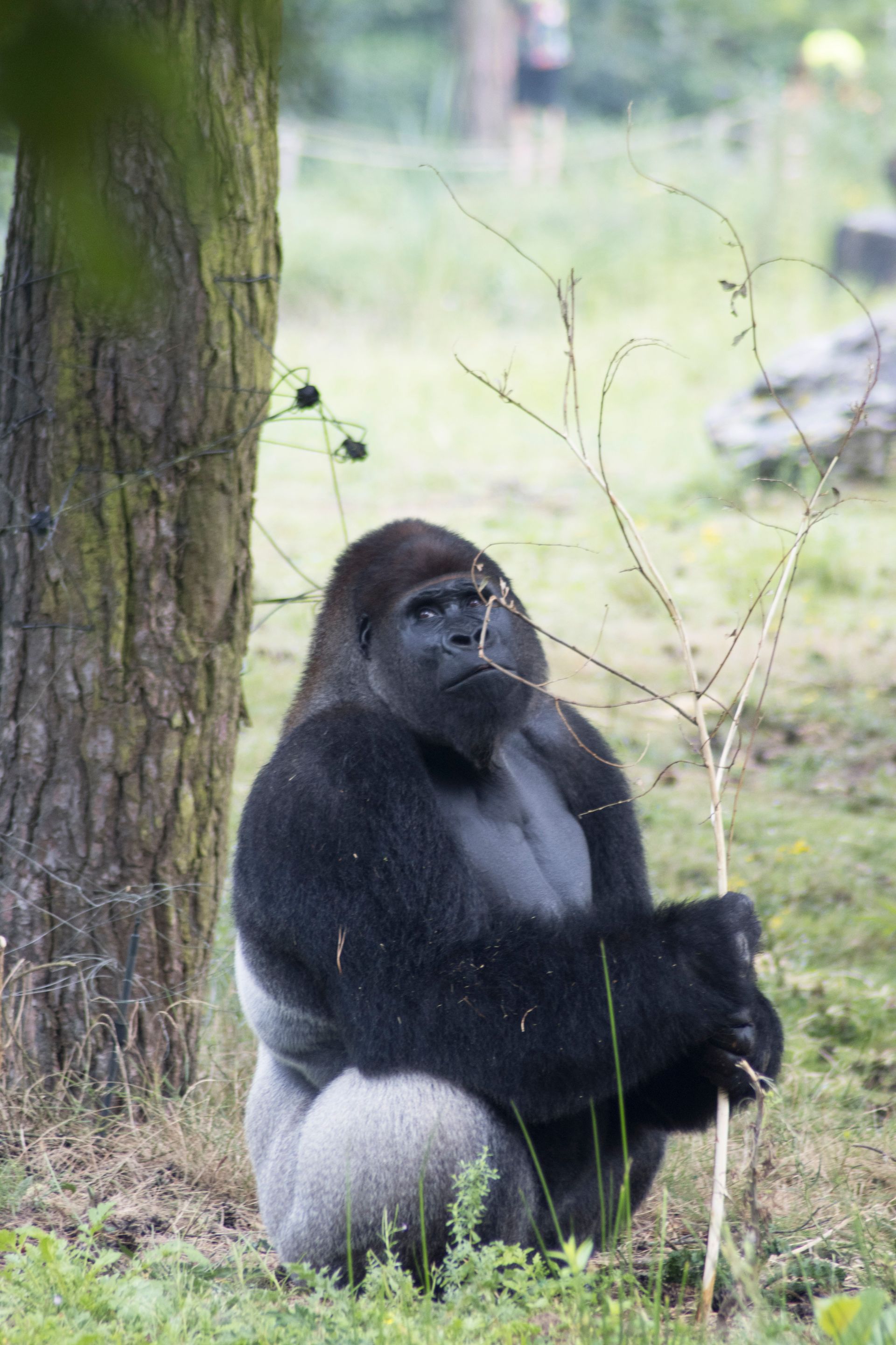 Een gorilla zit naast een boom in een grasrijk buitenverblijf en kijkt opzij.