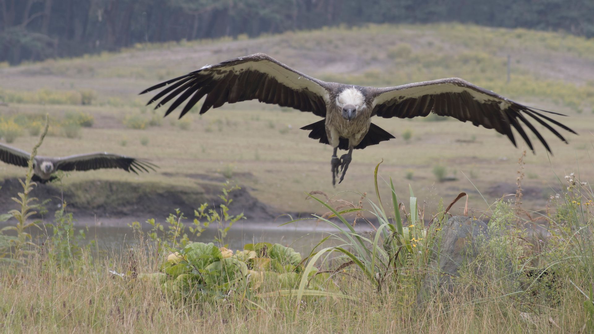 Twee grote vogels met uitgestrekte vleugels vliegen laag over een grasveld.
