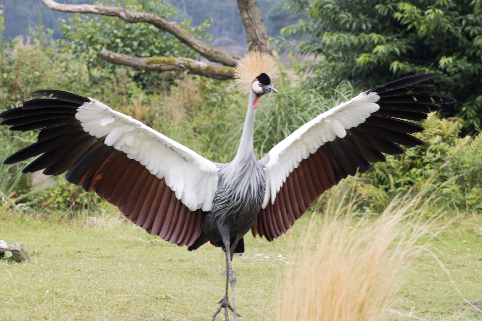 Grijze kroonkraanvogel met wijd uitgespreide vleugels in een grasveld, met bomen op de achtergrond.