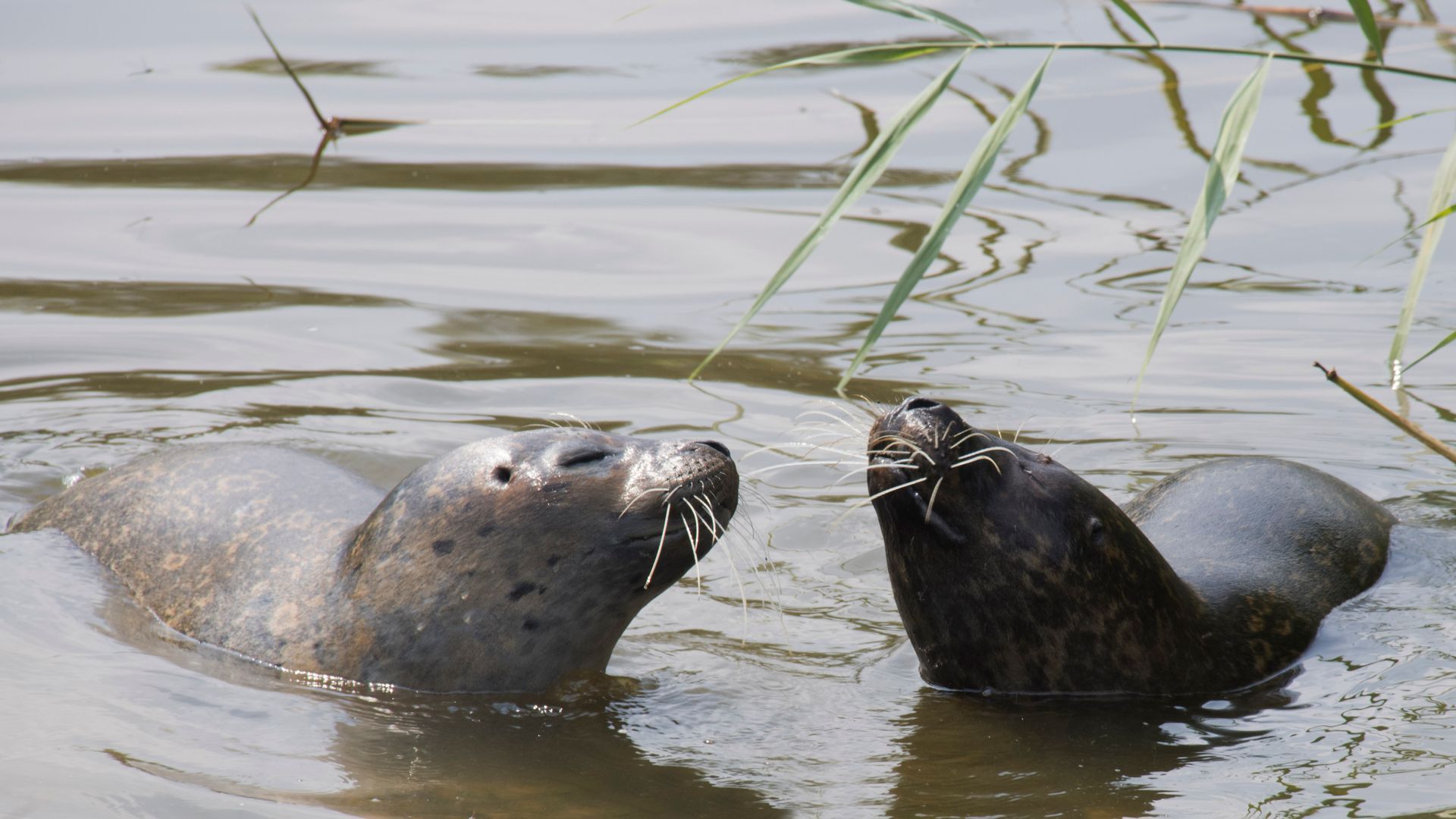 Twee zeehonden dobberen in ondiep water, een grijze en een donkere, vlakbij riet.