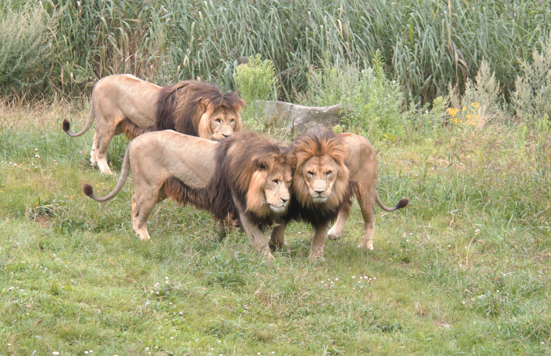 Drie leeuwen staan ​​samen in een grasveld met hoog riet op de achtergrond.