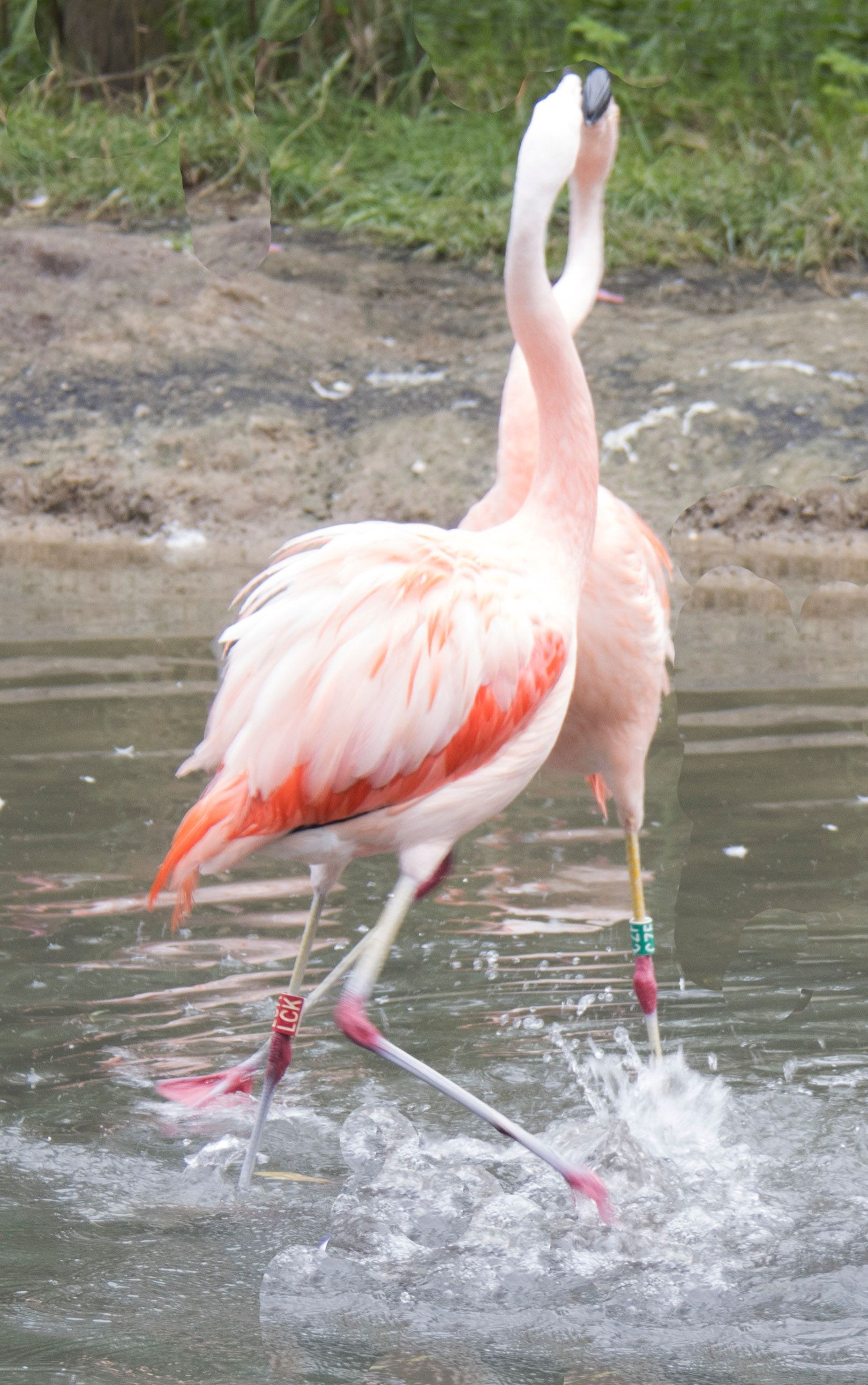 Twee roze flamingo's staan ​​in ondiep water, waarvan er één een poot optilt en spettert.