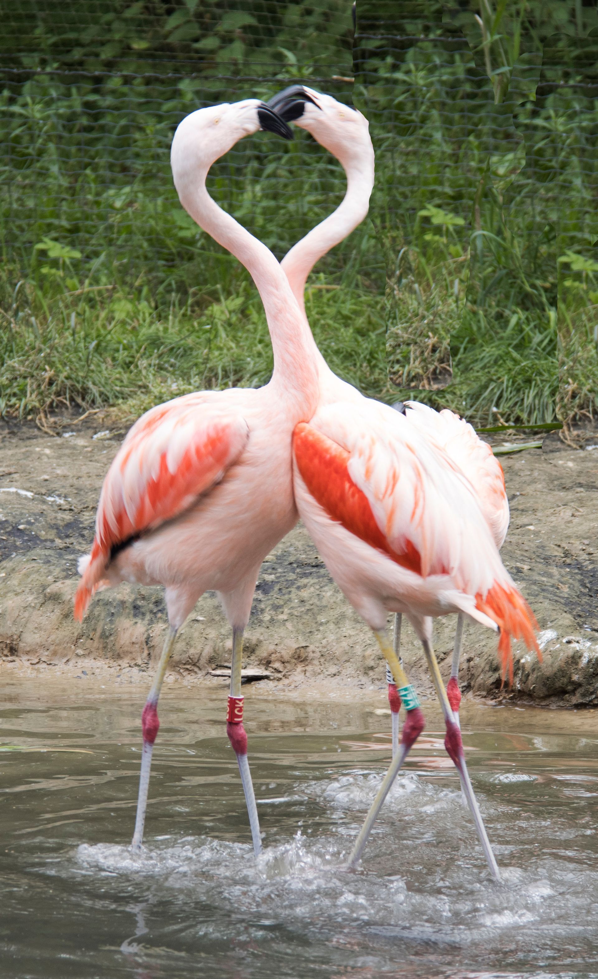 Twee flamingo's staan ​​in ondiep water, tegenover elkaar met hun nekken in een hartvorm gebogen.