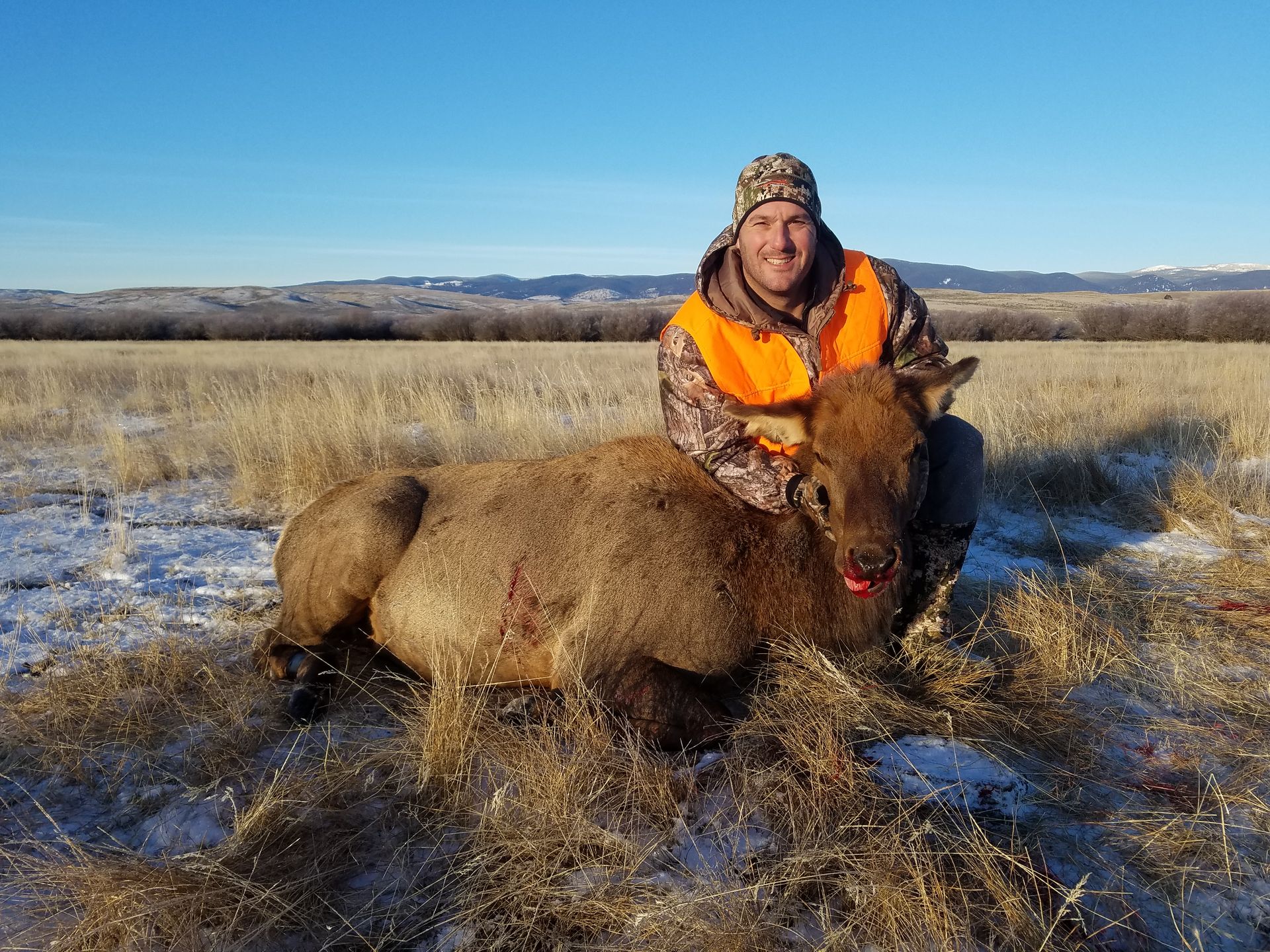 Elk Springerville Elk Gallery | Walker Outfitting, LLC | SW MT