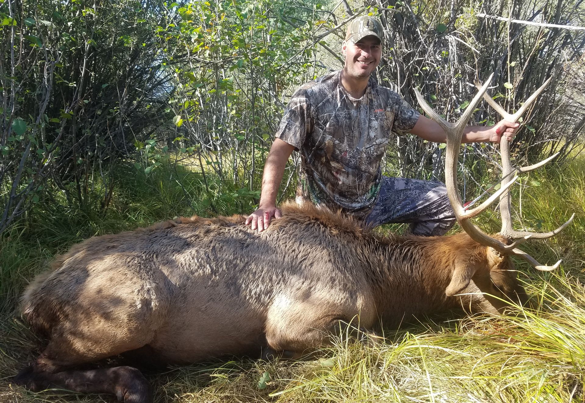 Elk Gallery | Walker Outfitting, LLC | SW MT