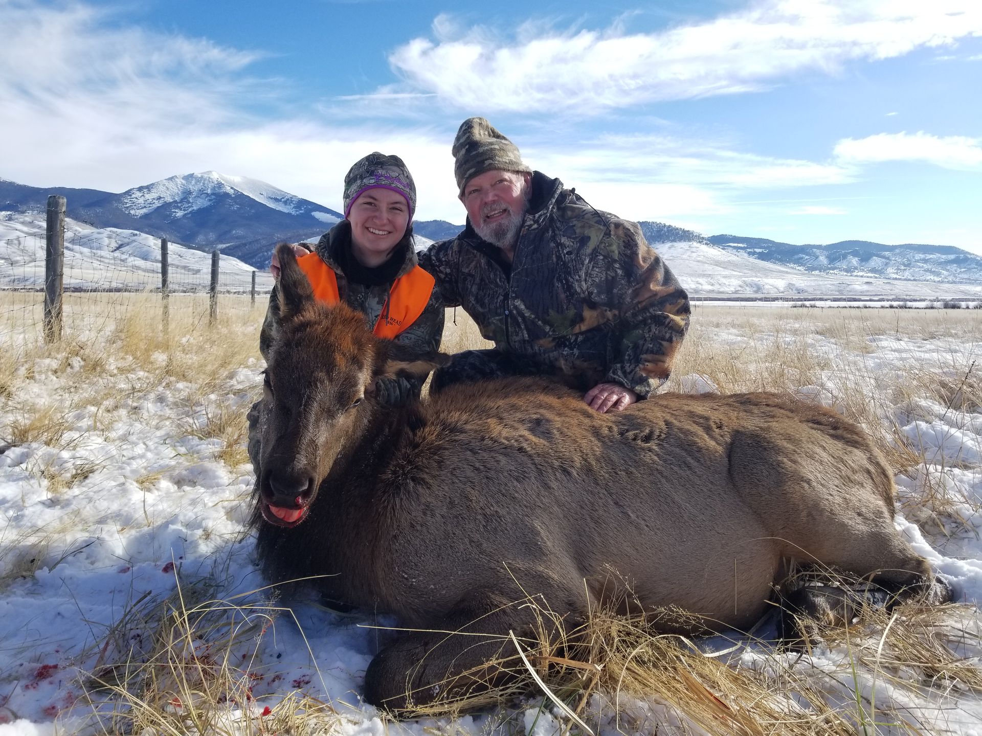 Elk Springerville Elk Gallery | Walker Outfitting, LLC | SW MT