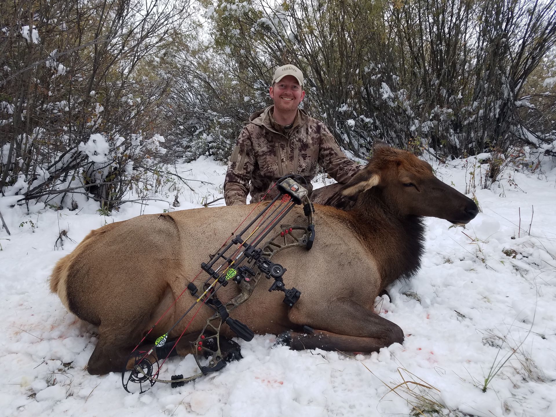 Elk Springerville Elk Gallery | Walker Outfitting, LLC | SW MT