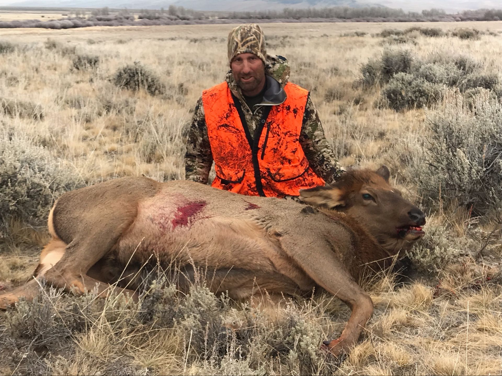 Elk Gallery Image