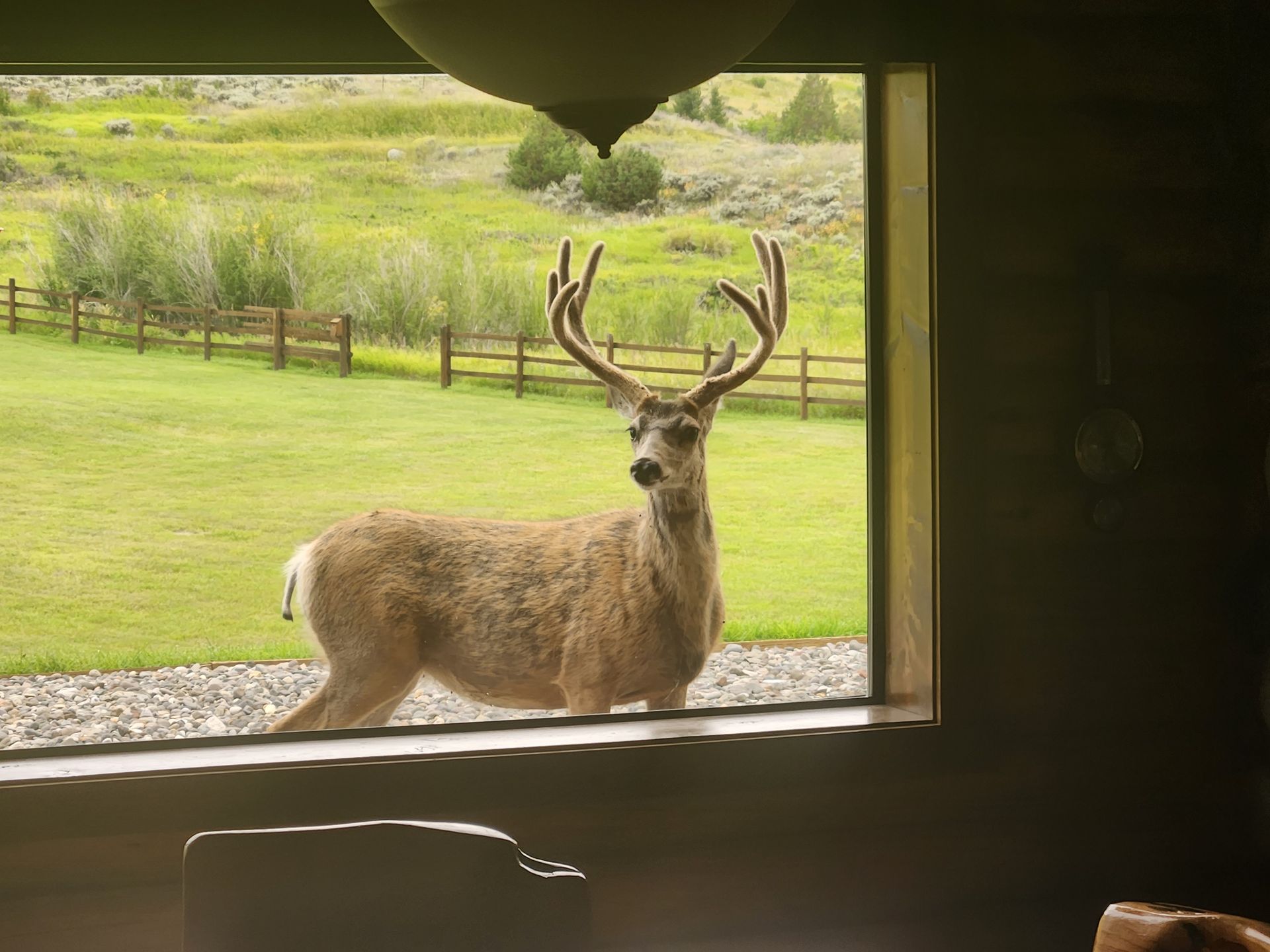 A deer is standing in front of a window looking out.