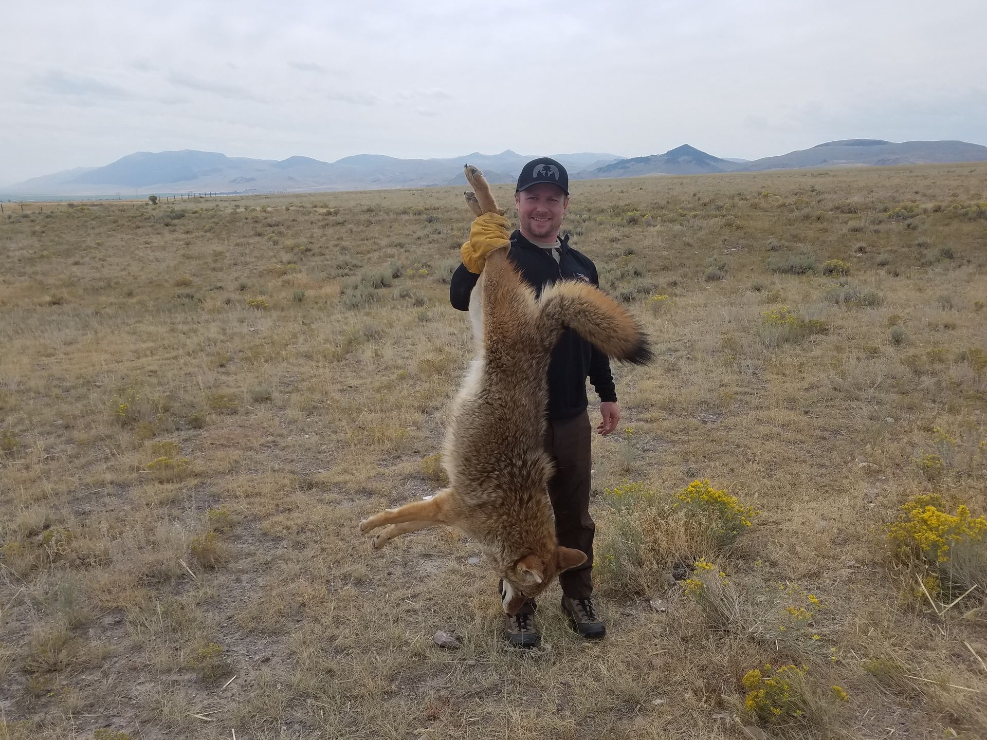 Elk Gallery Image