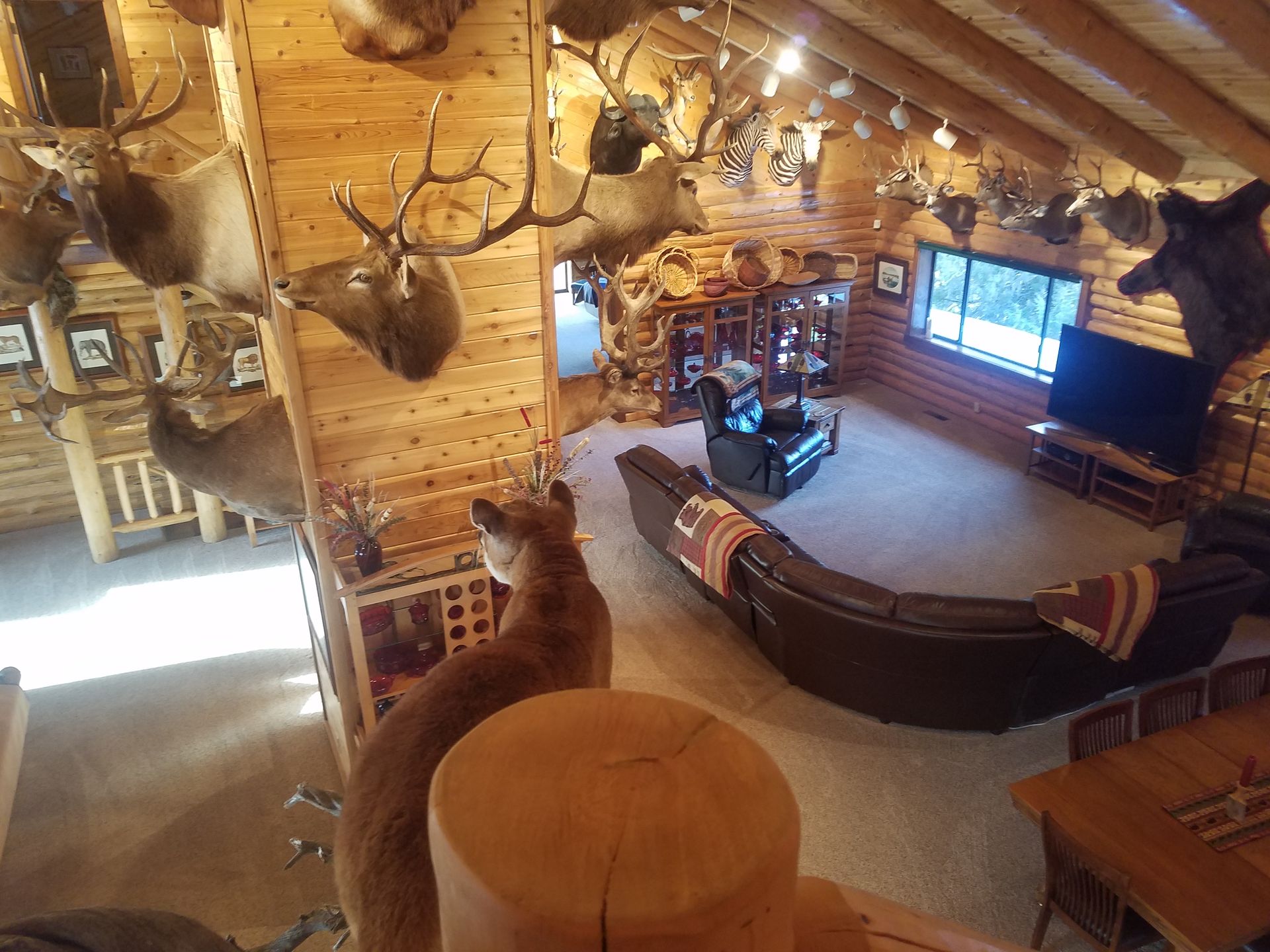 A living room with a lot of stuffed animals on the walls.