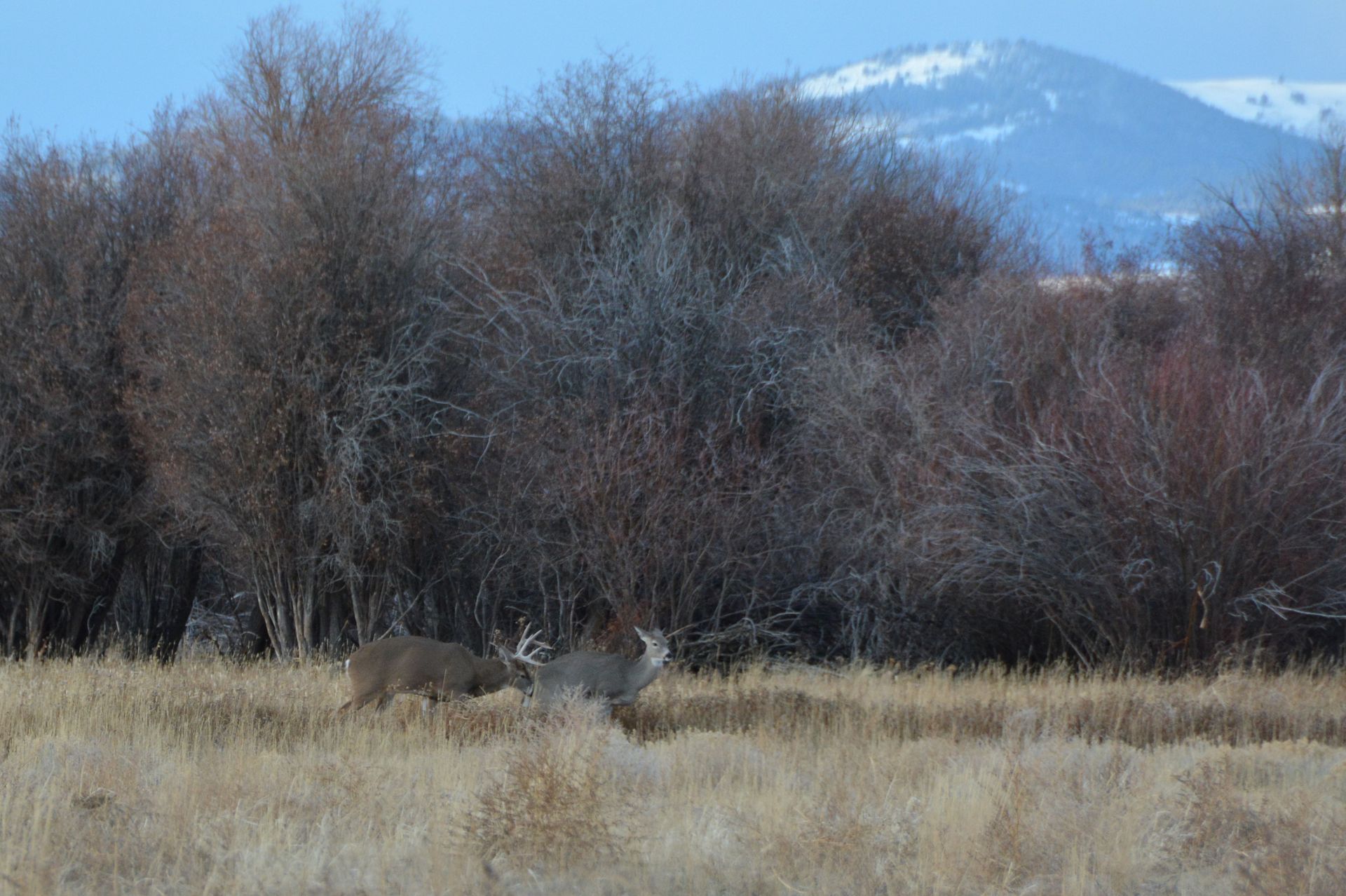 Elk Gallery Image