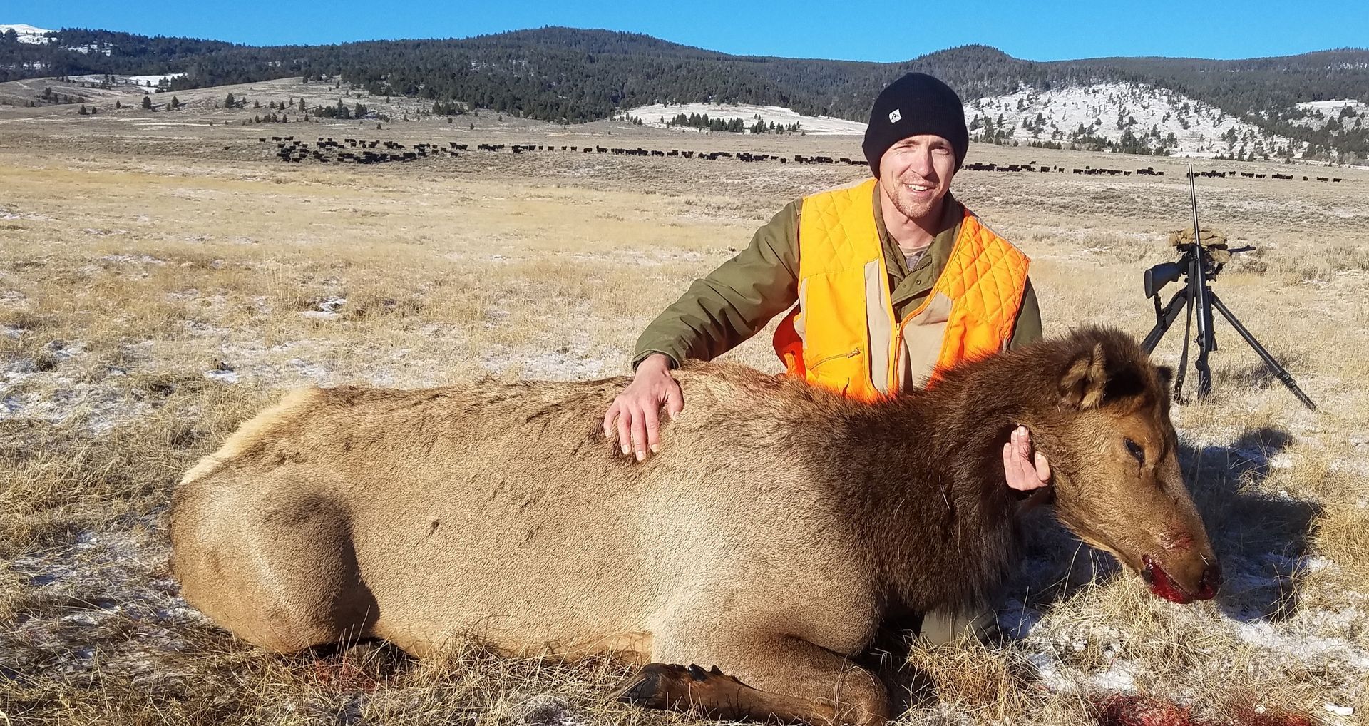 Elk Gallery Image