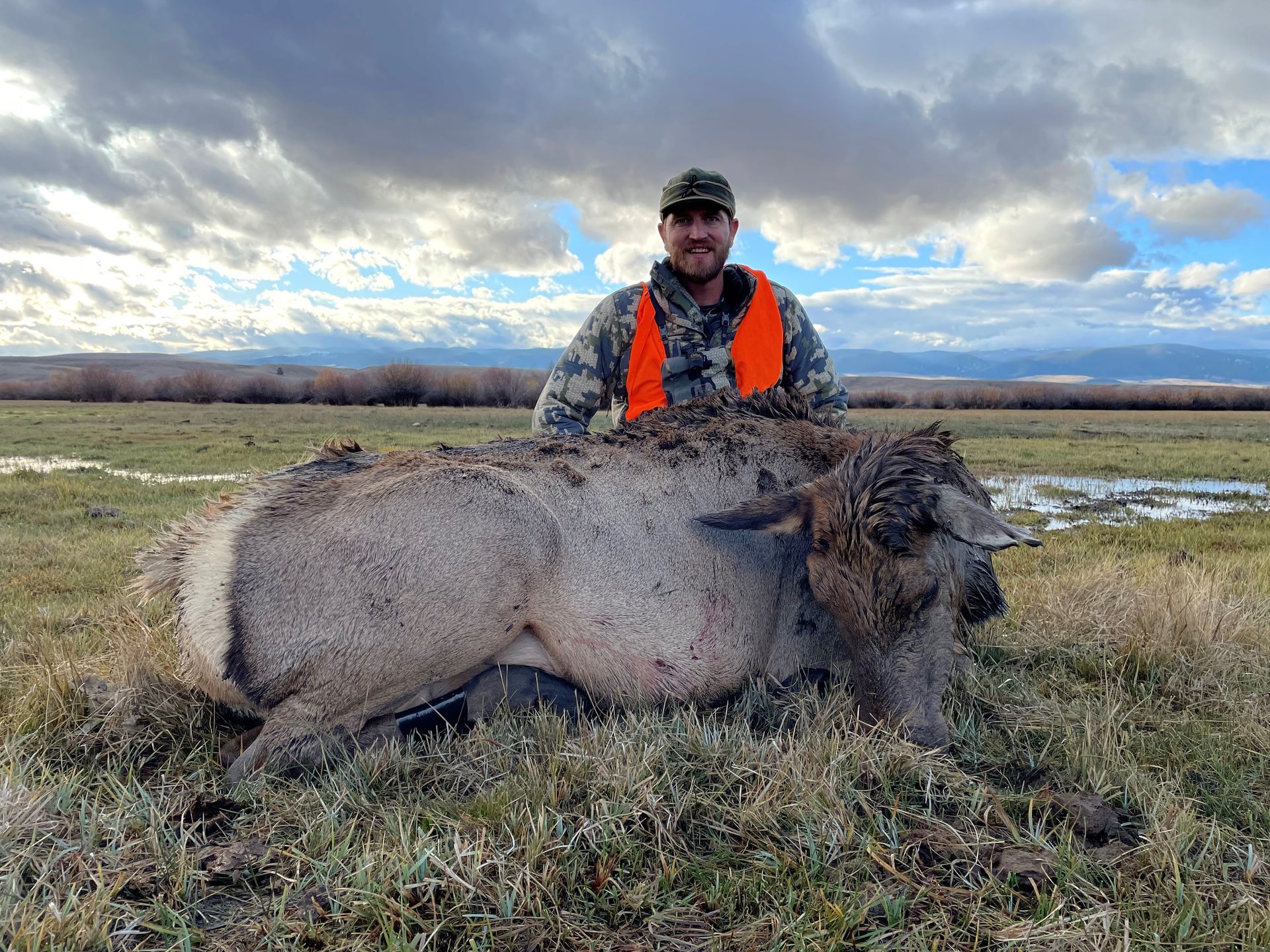 Elk Gallery Image