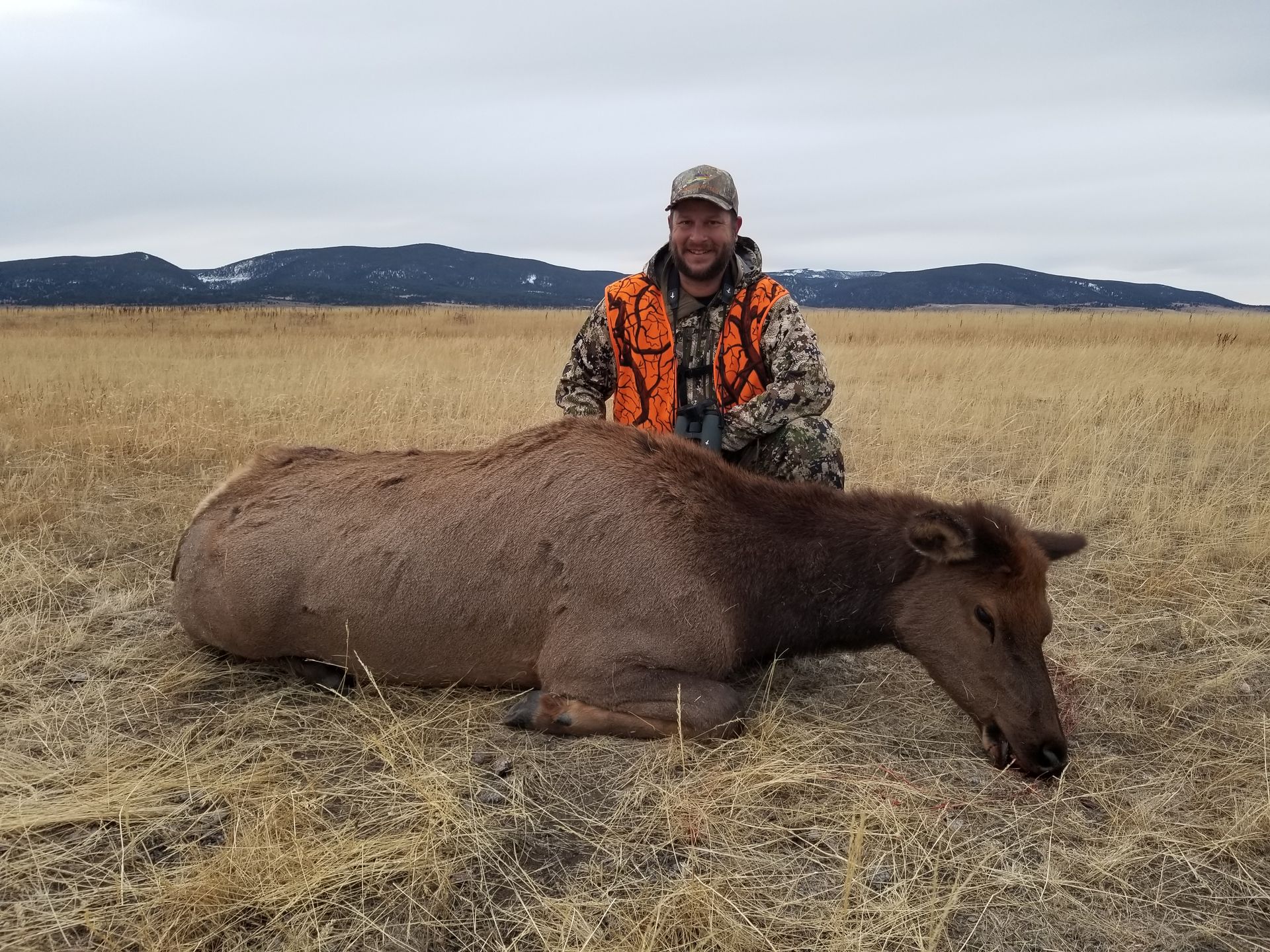 Elk Gallery Image