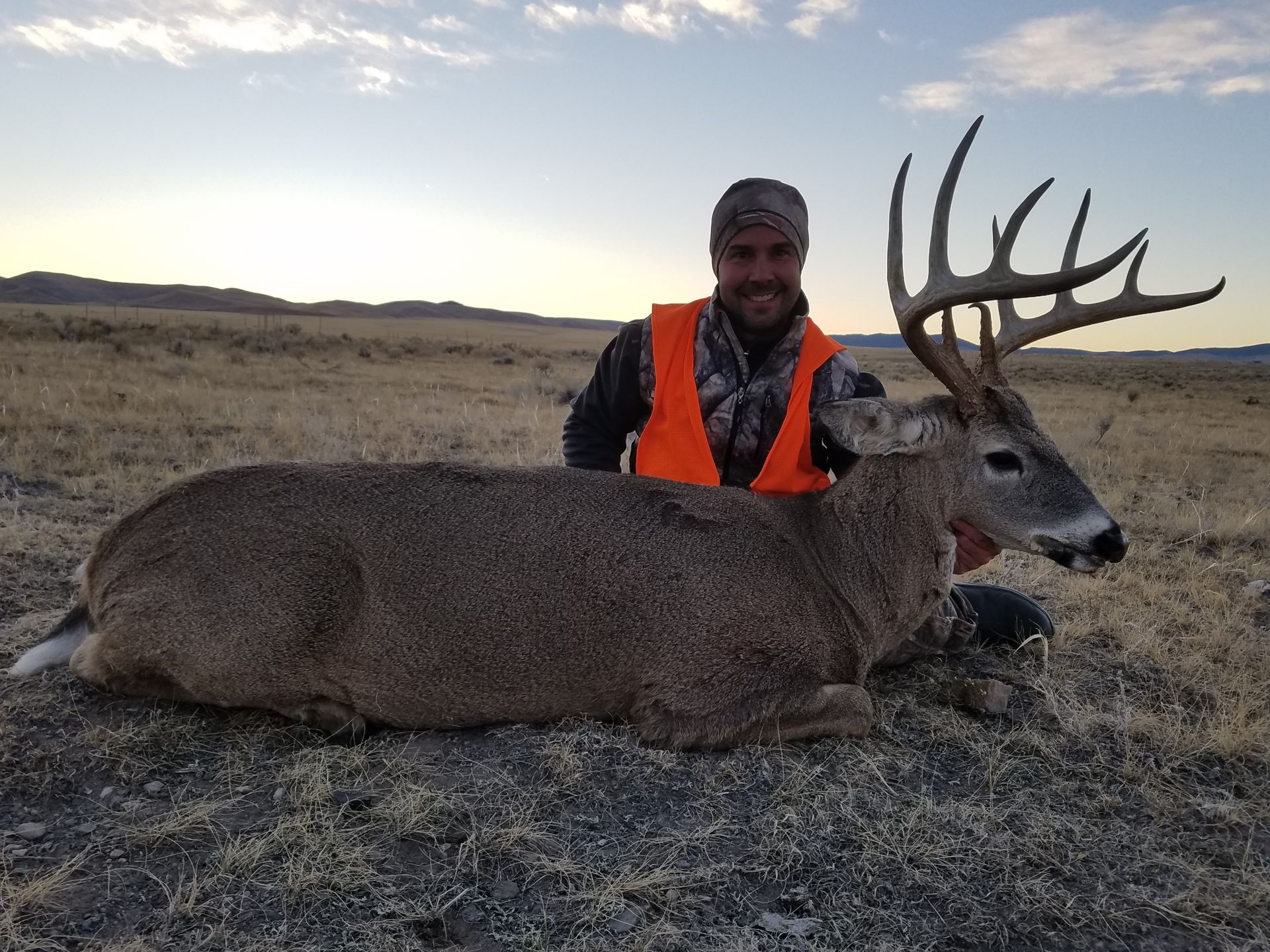 Whitetail Deer Gallery Image