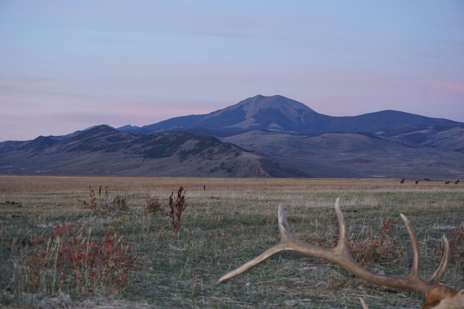 Elk Gallery Image