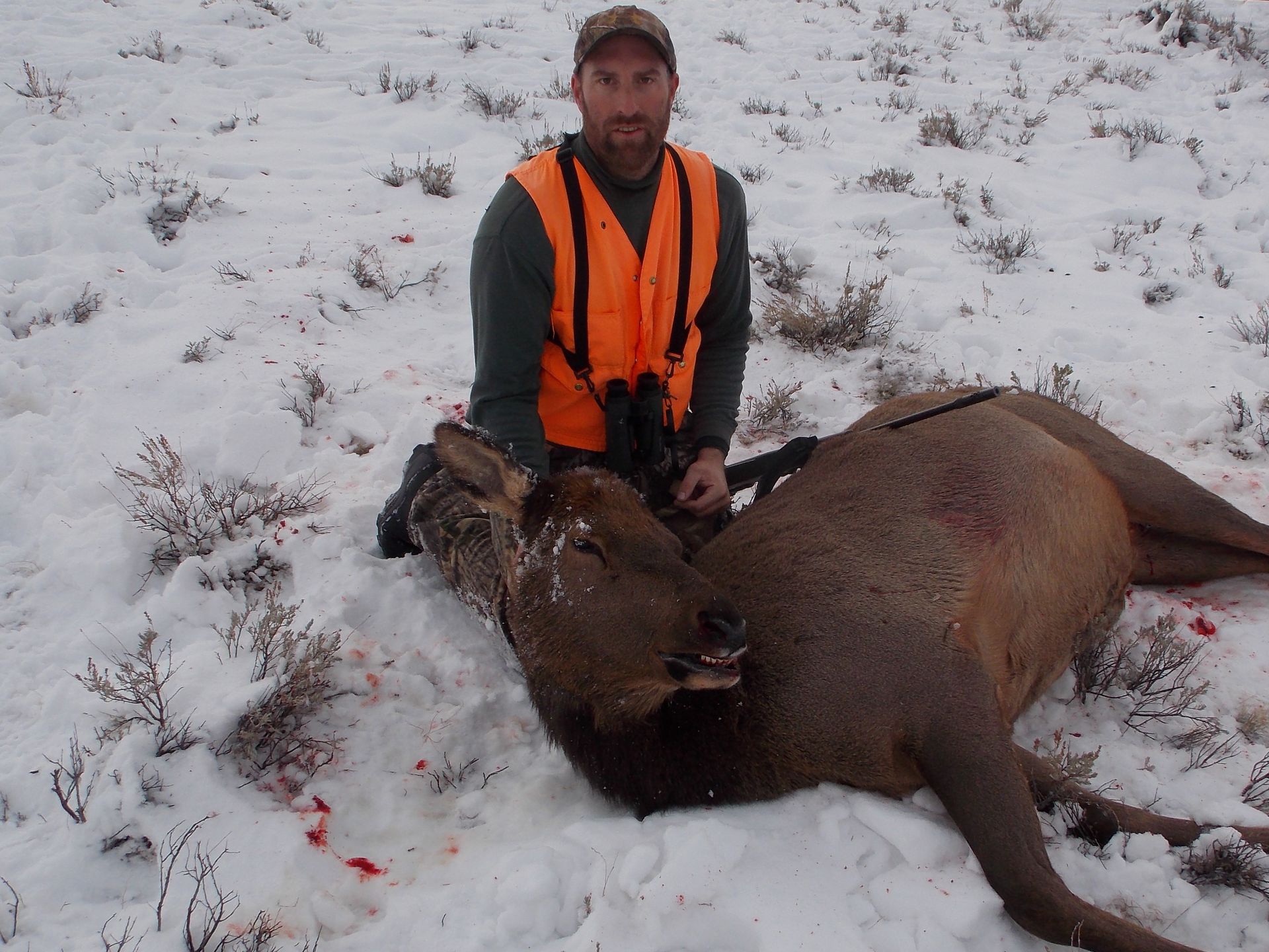 Elk Gallery Image