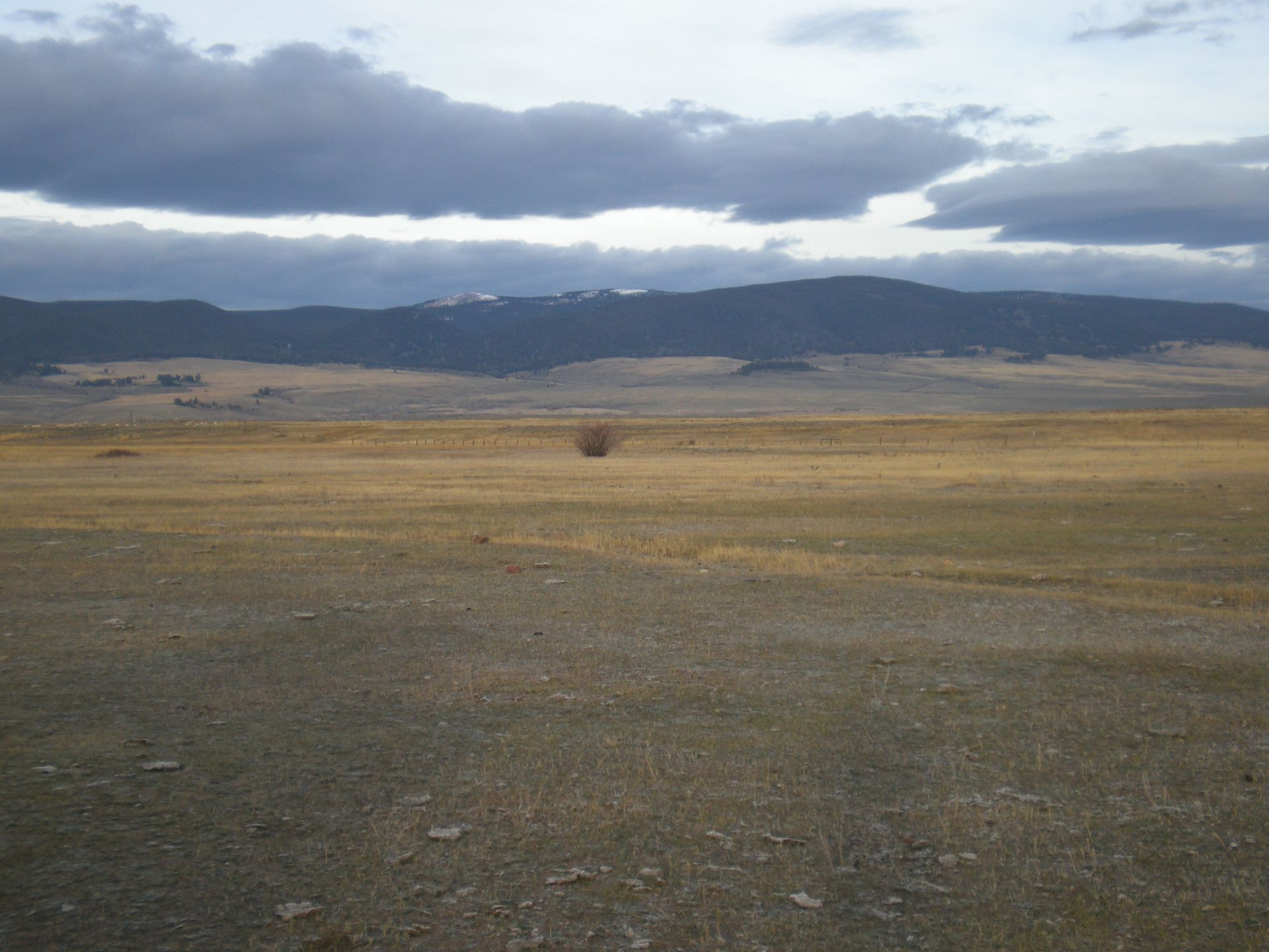 Elk Gallery Image
