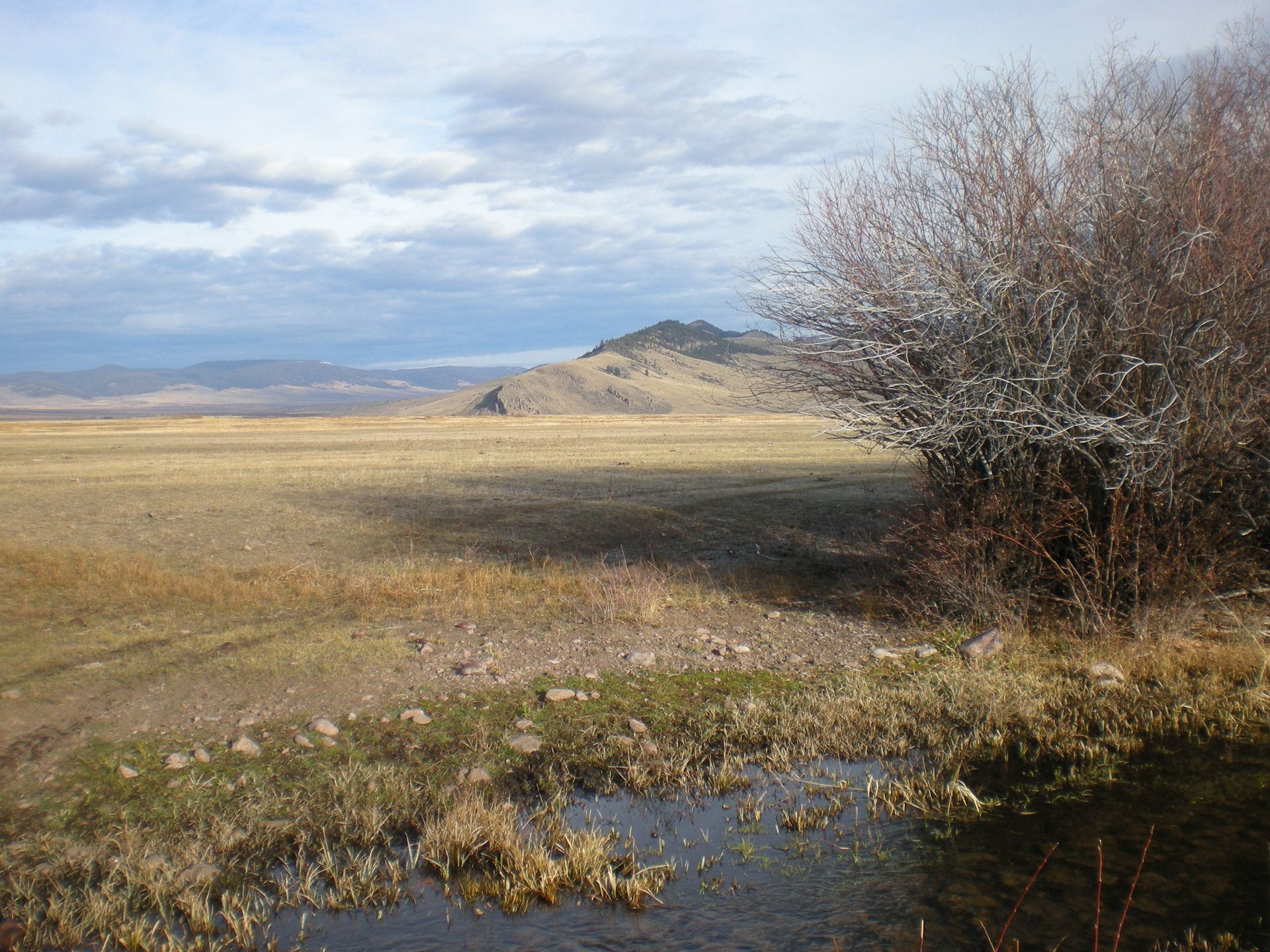 Elk Gallery Image