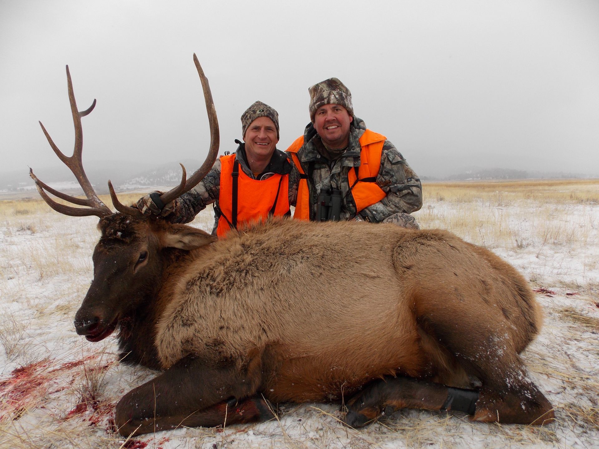Elk Gallery Image