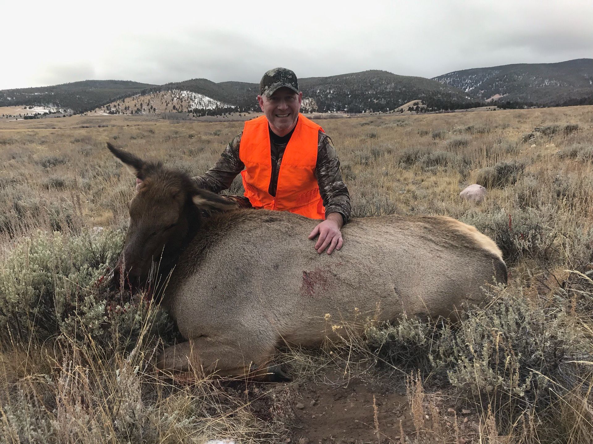 Elk Gallery Image