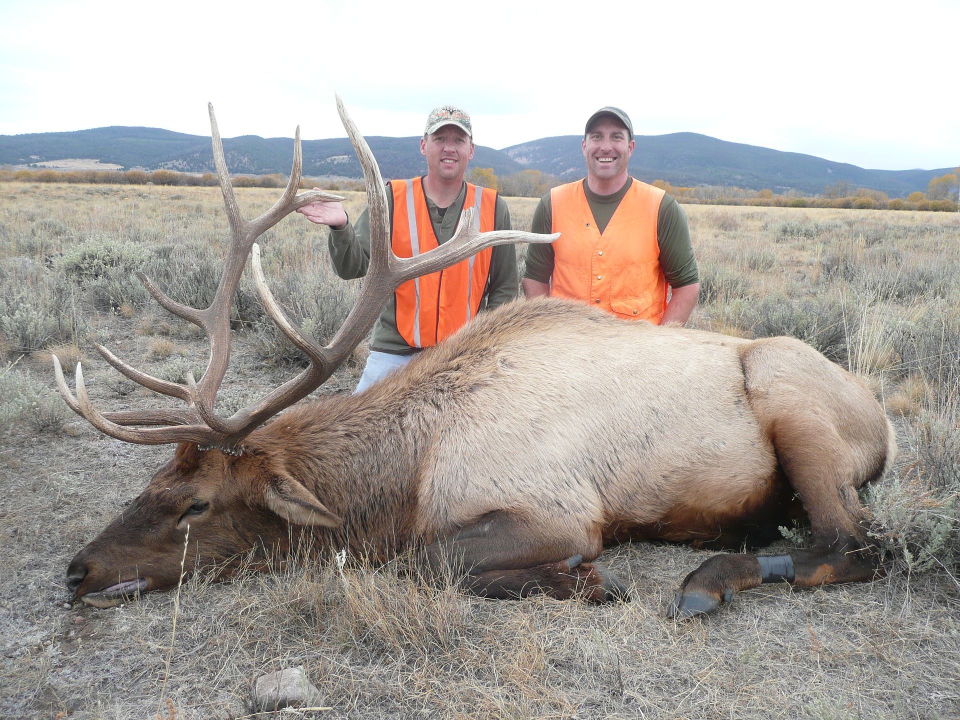 Elk Gallery Image