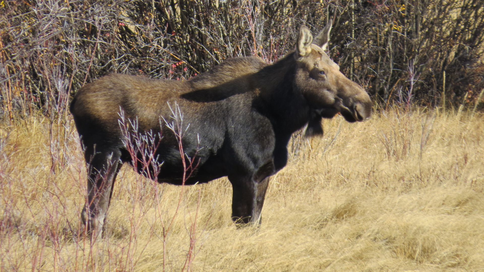 Elk Gallery Image