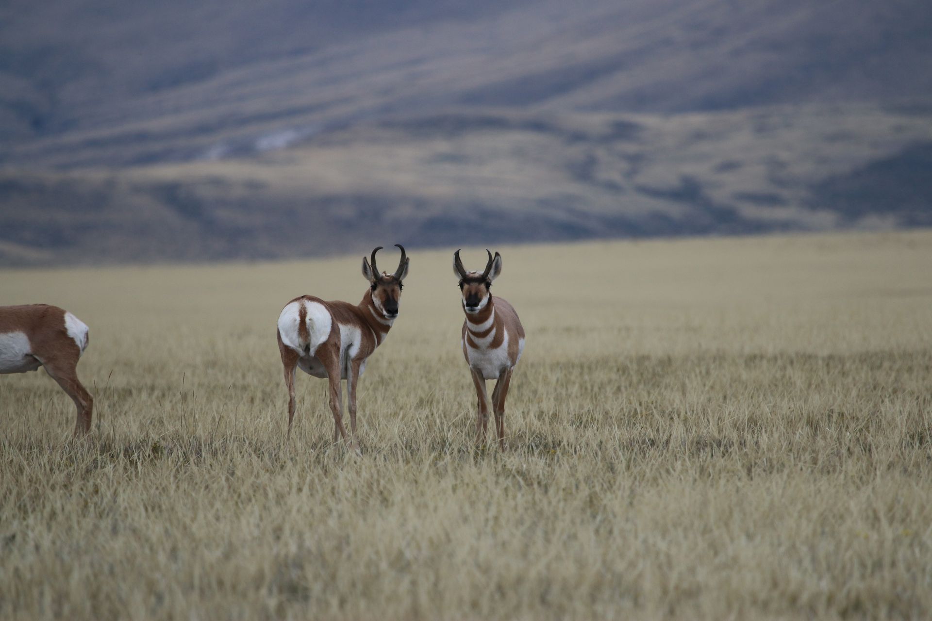 Antelope Archery Gallery Image