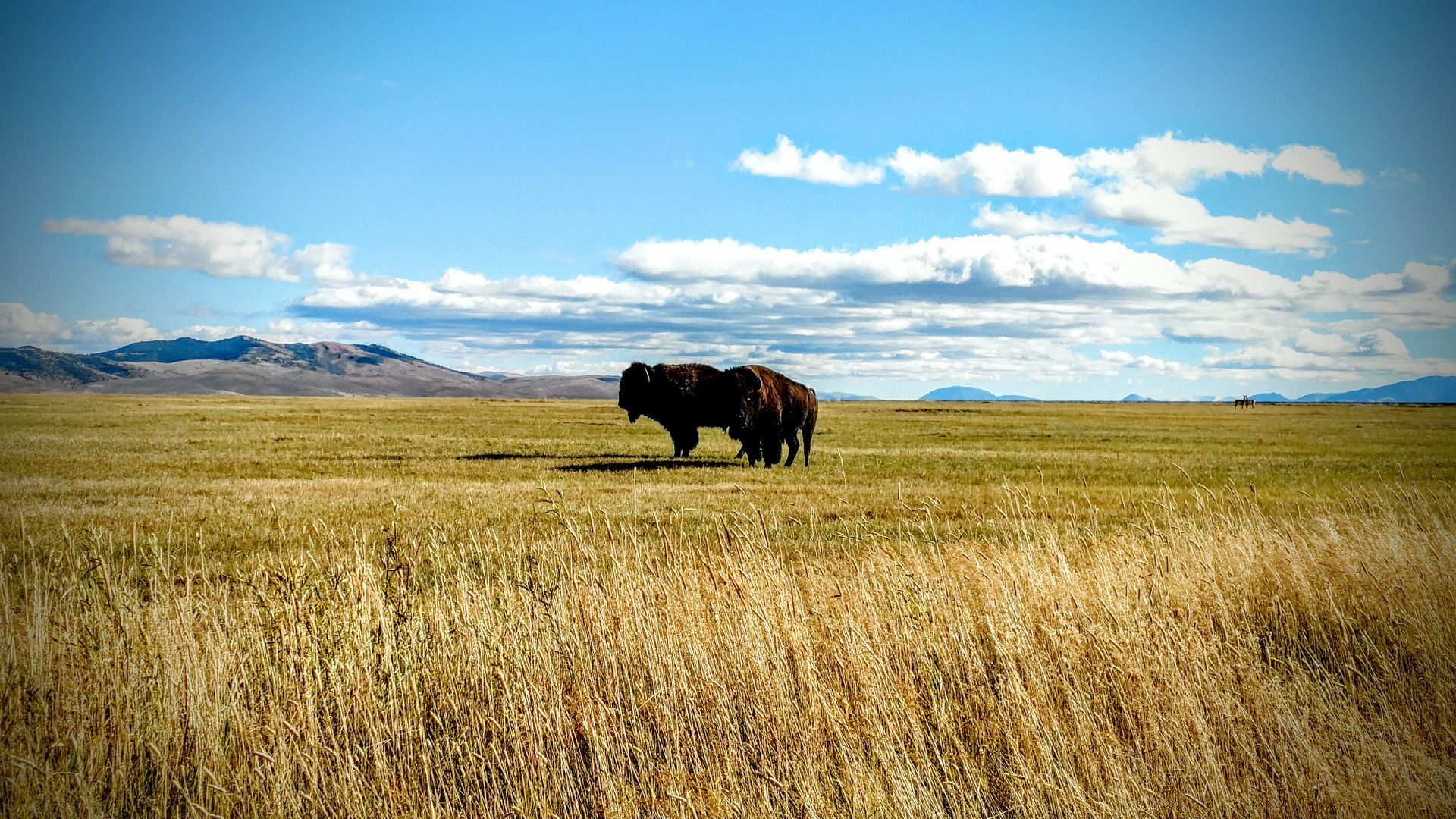 Elk Gallery Image