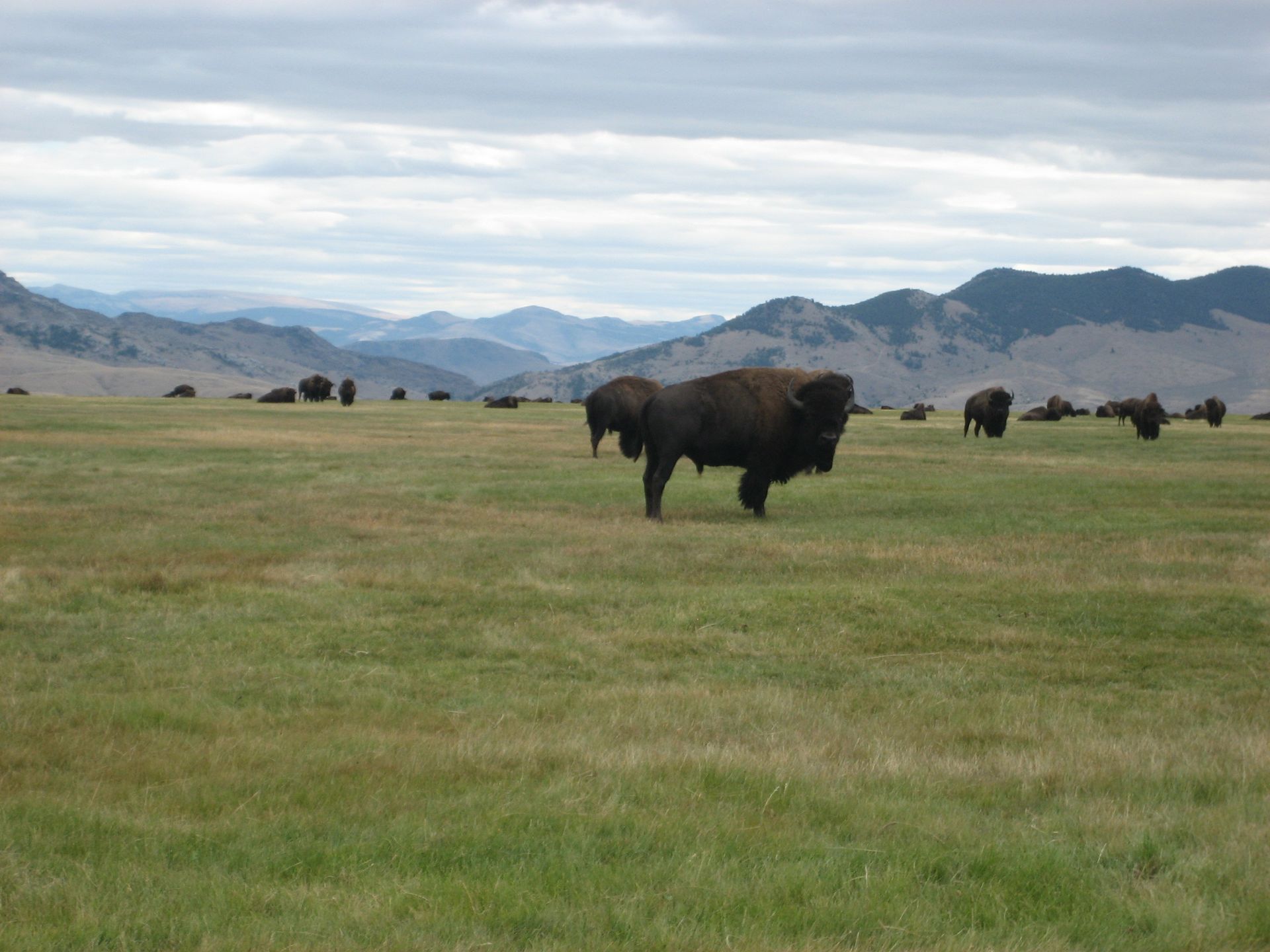 Elk Gallery Image