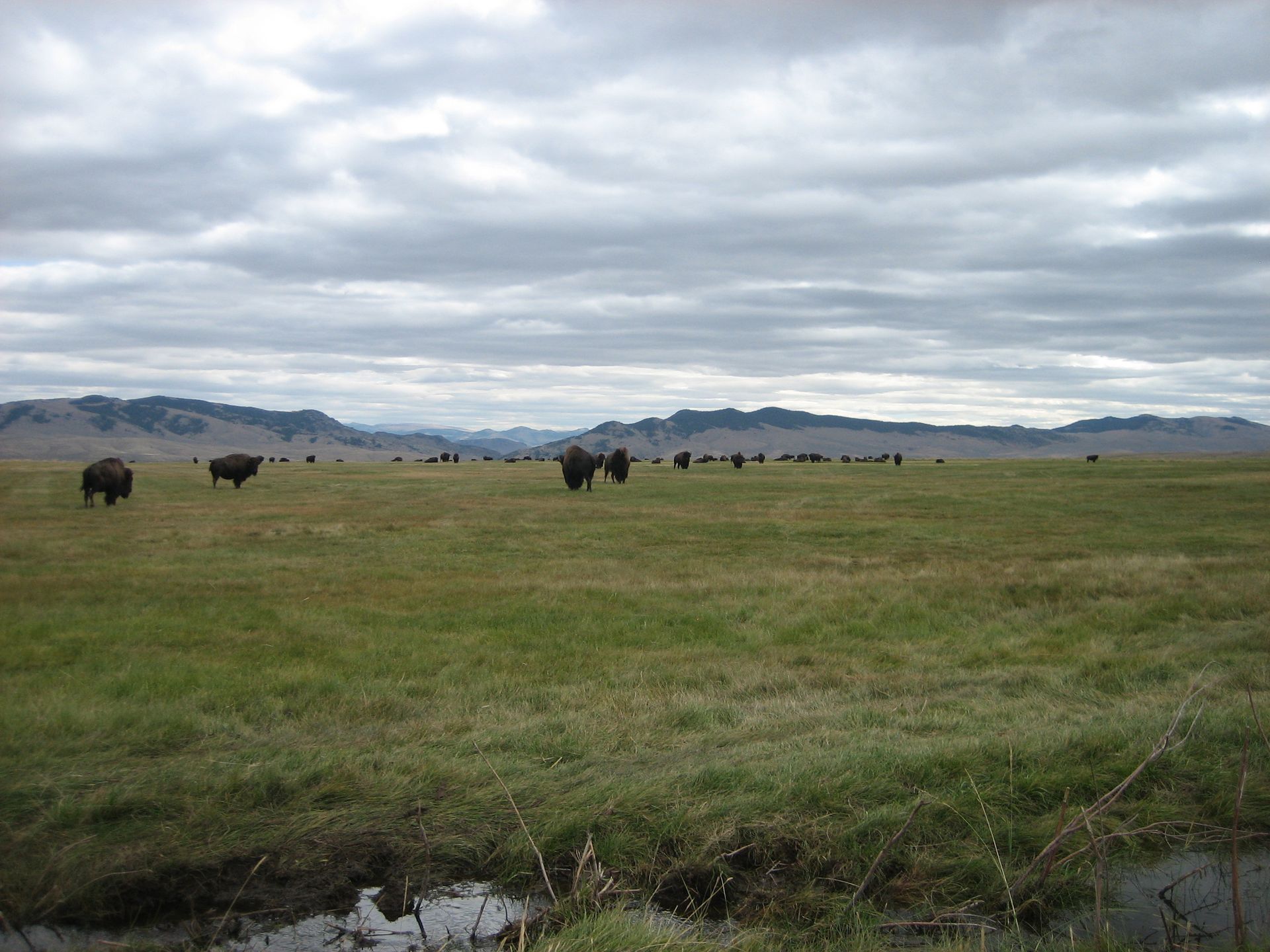 Elk Gallery Image