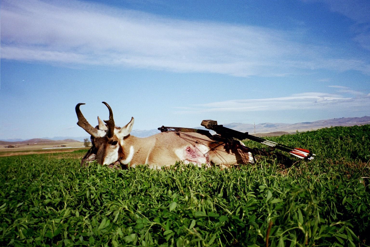 Antelope Archery Gallery