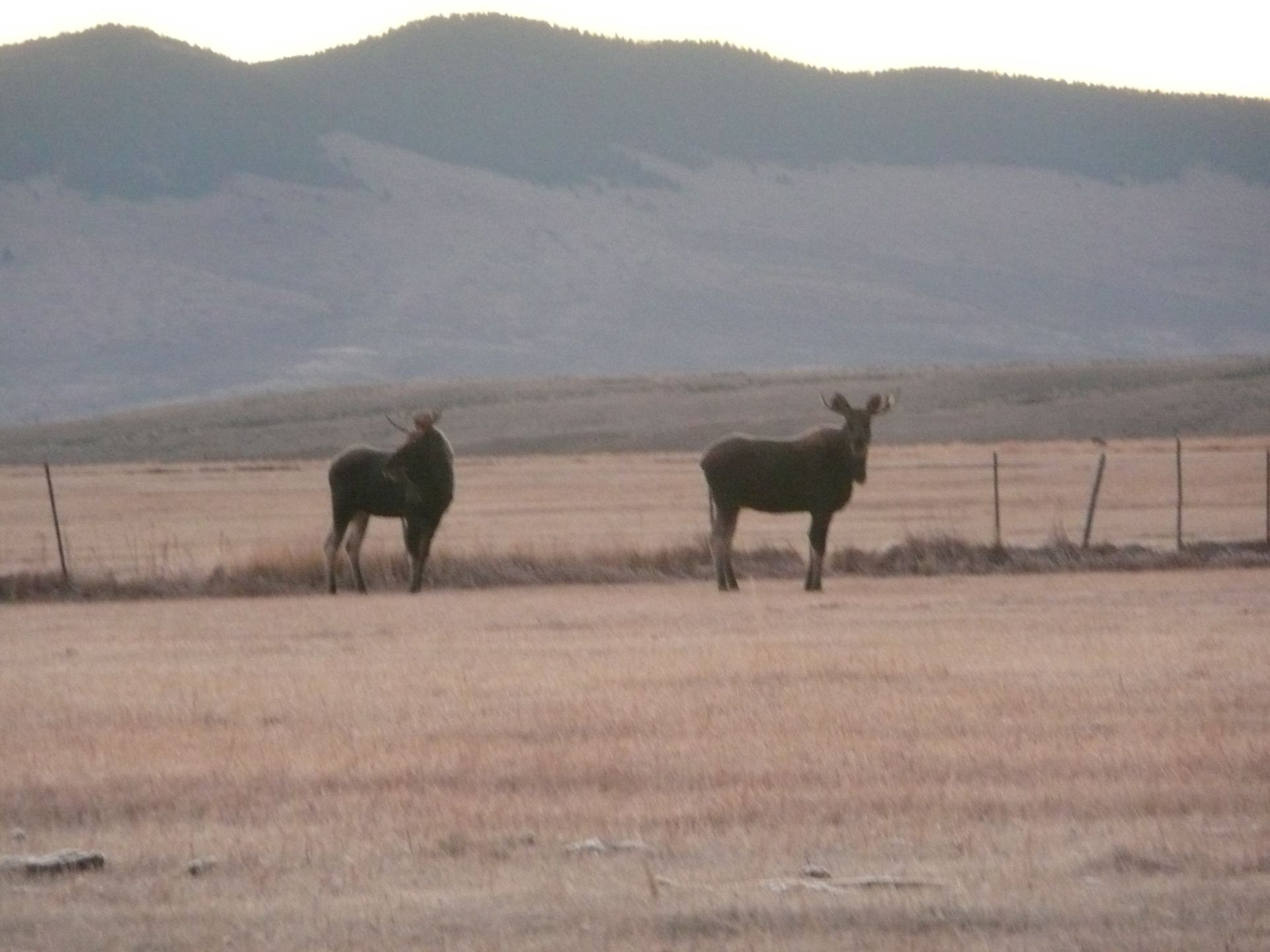 Elk Gallery Image