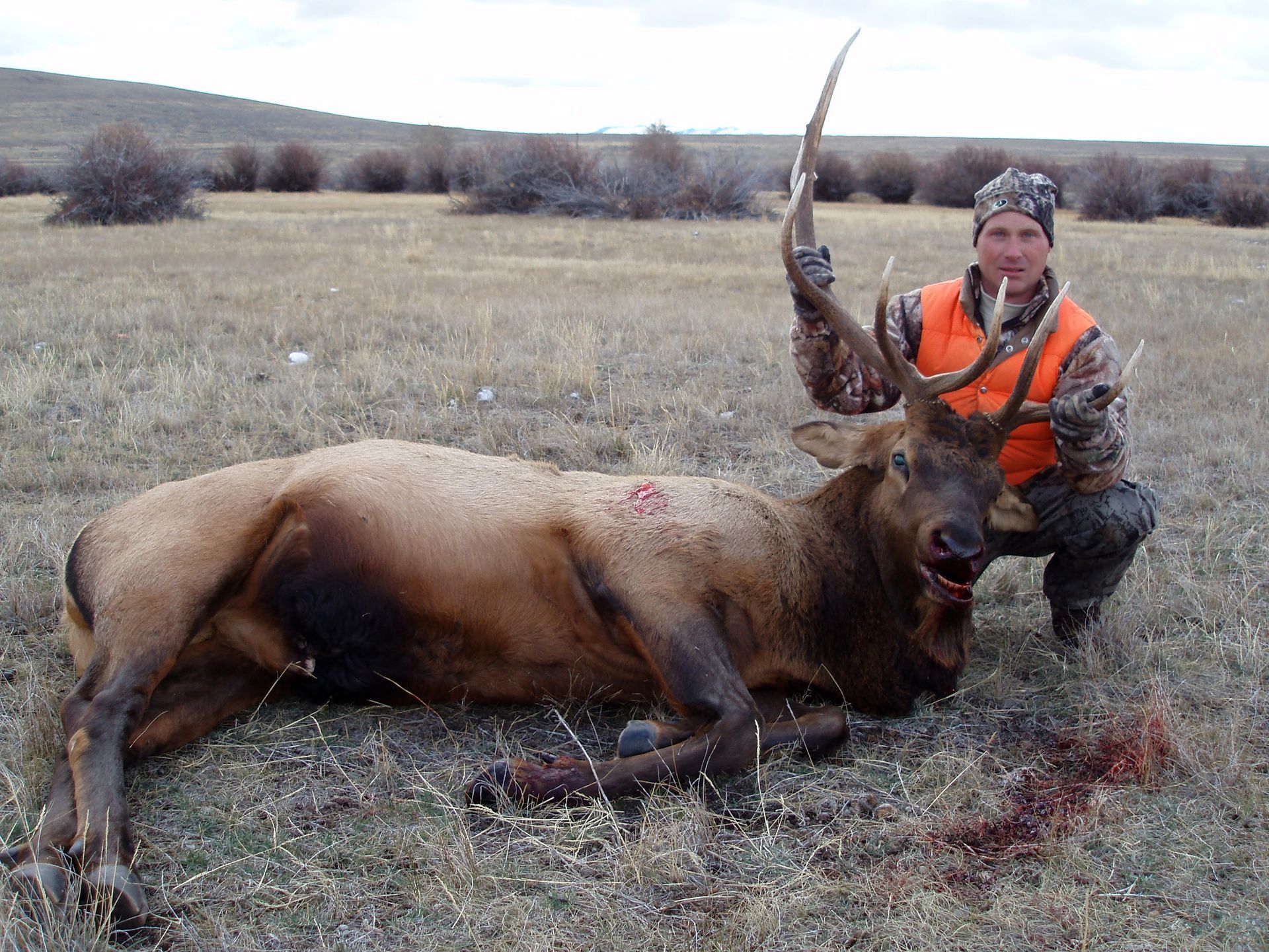 Elk Gallery Image