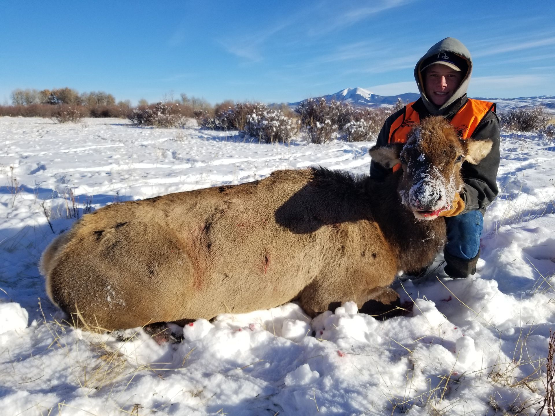 Elk Gallery Image