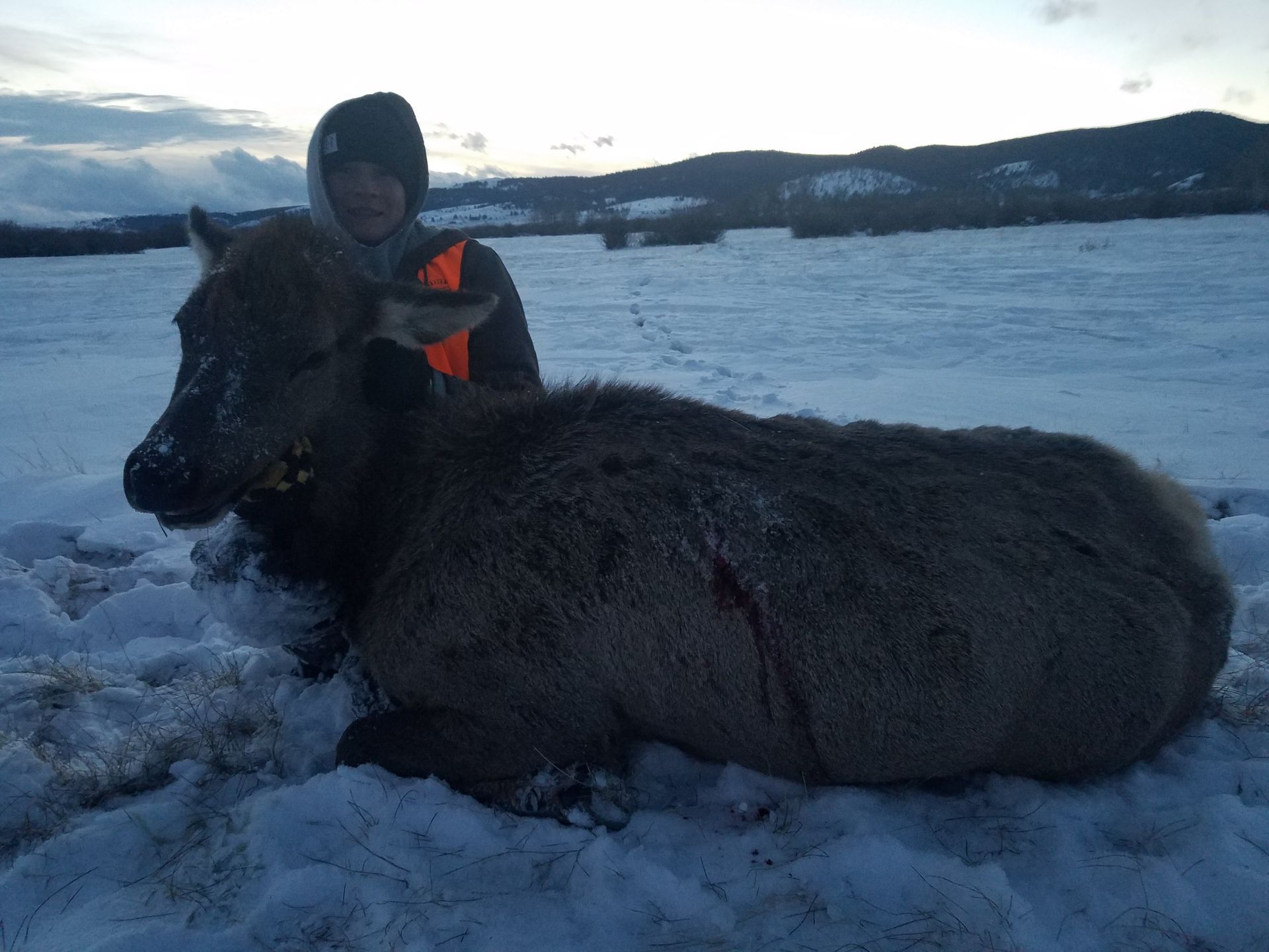 Elk Gallery Image