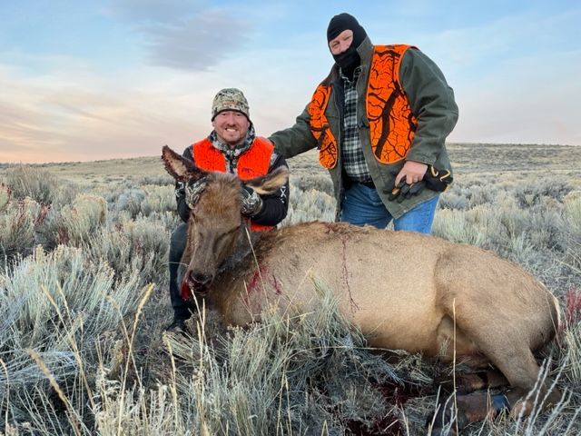 Elk Gallery Image