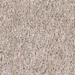 Favourites - Godfrey Hirst Nylon Carpet