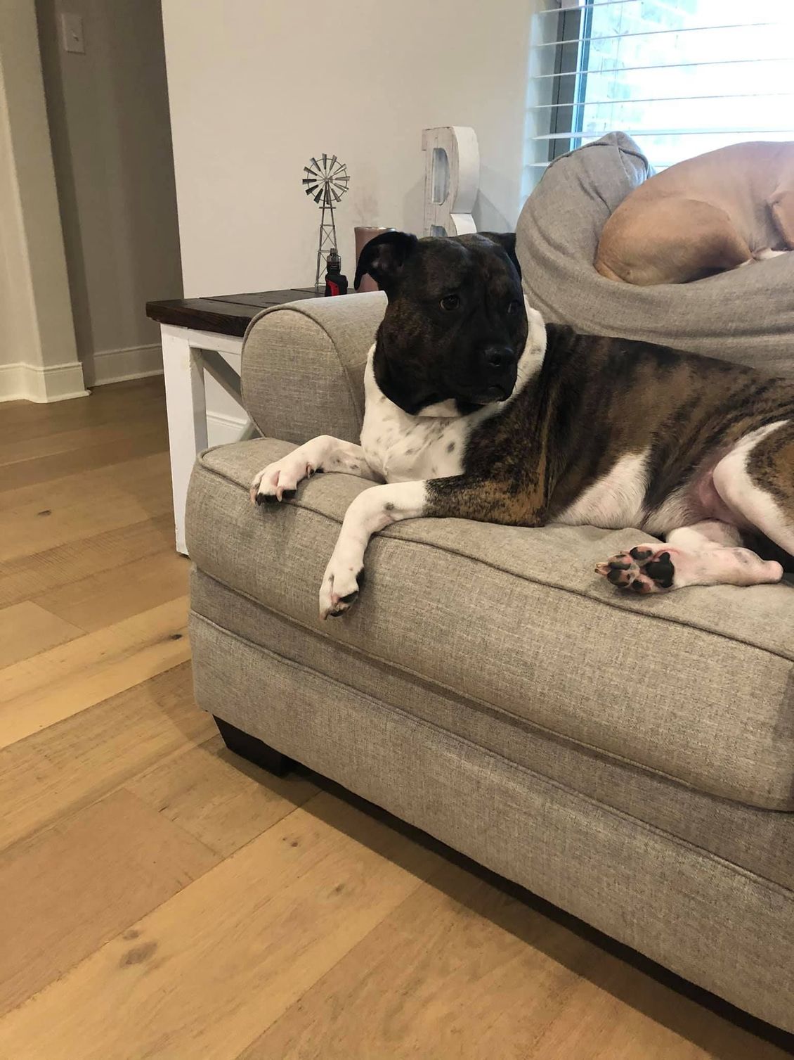 Dog with black and white markings reclines on a gray couch, other dog in background.