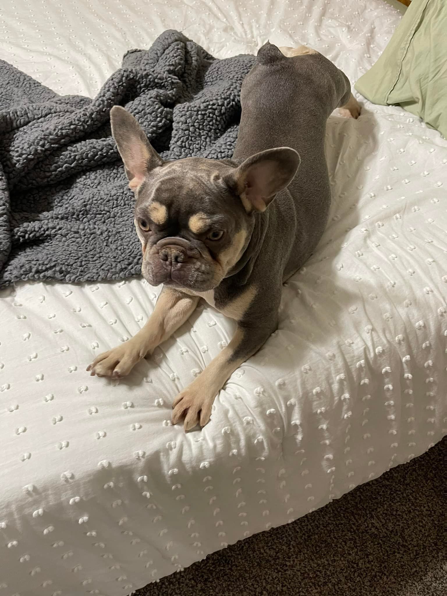 French bulldog lying on a white bed with a gray blanket, looking at the camera.