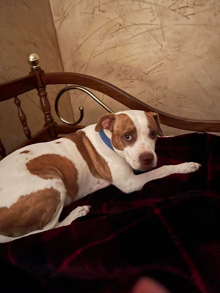 White and brown spotted dog resting on a patterned blanket, by a wooden headboard.