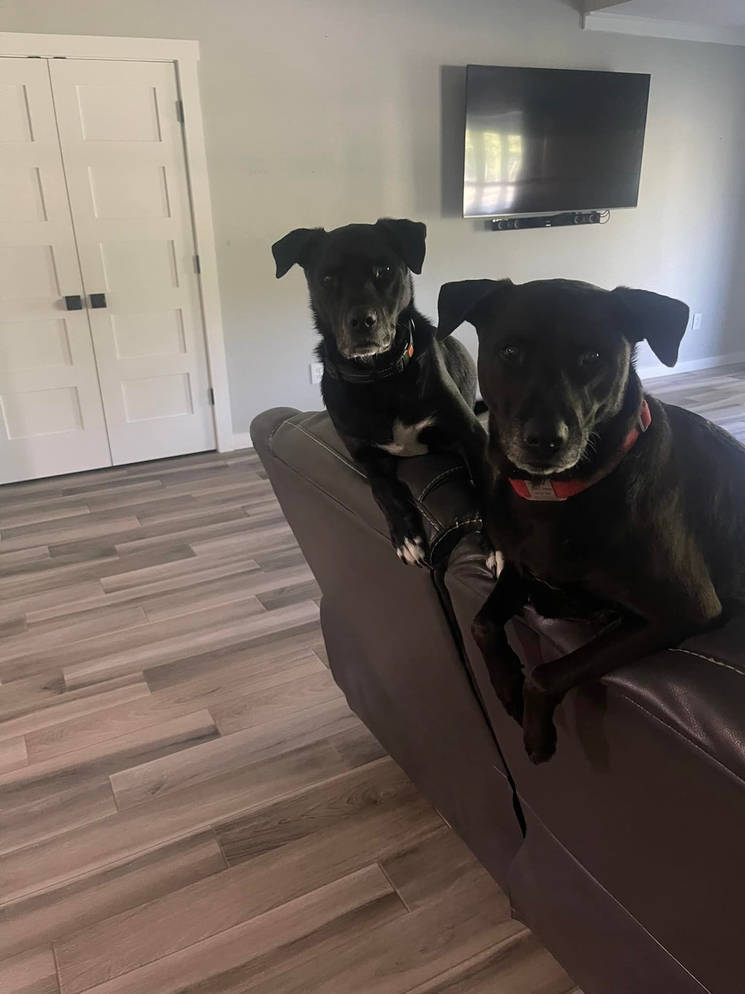 Two black dogs on a dark couch; one is looking at the camera, the other is not. Light wood floors.