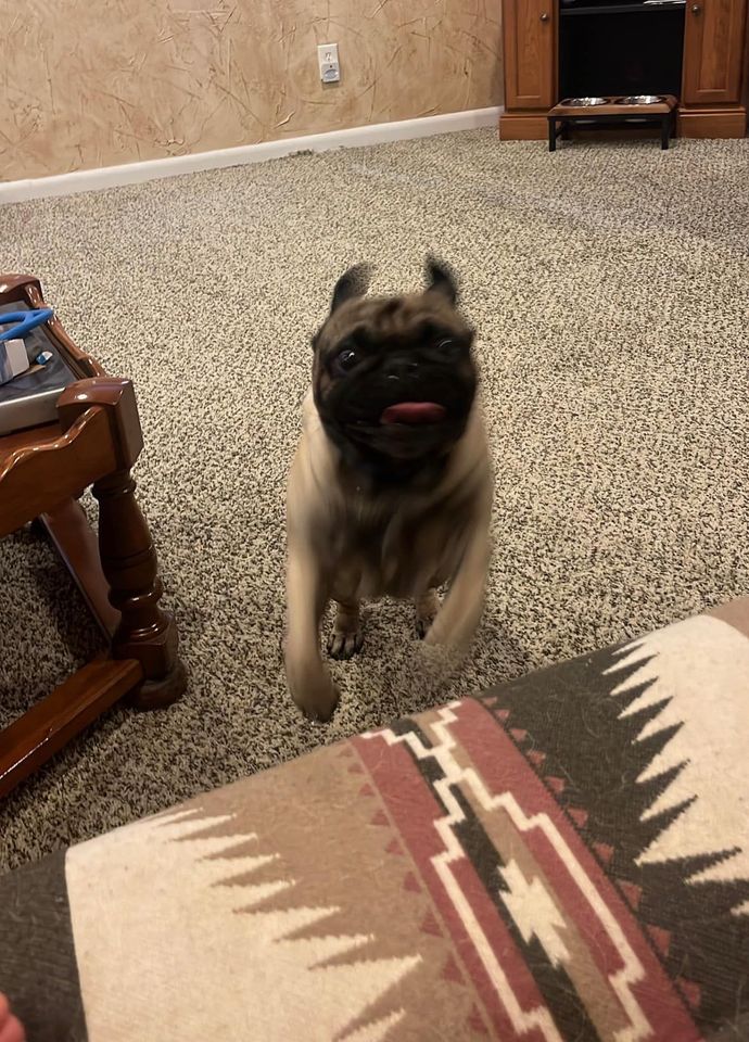 Pug running towards the camera with tongue out; beige and black fur.