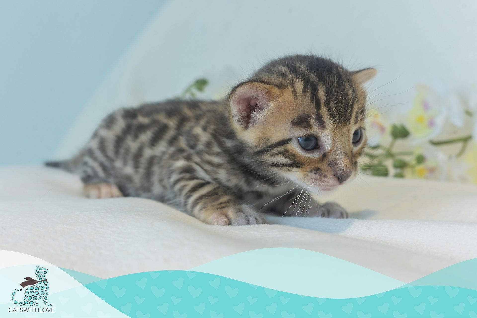 CatsWithLove-Danika_s-Babies-Blaze