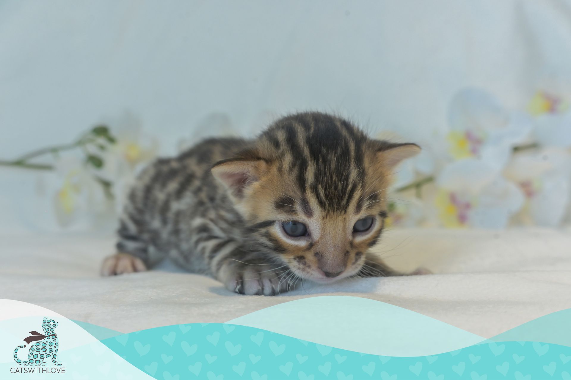 CatsWithLove-Danika_s-Babies-Blaze